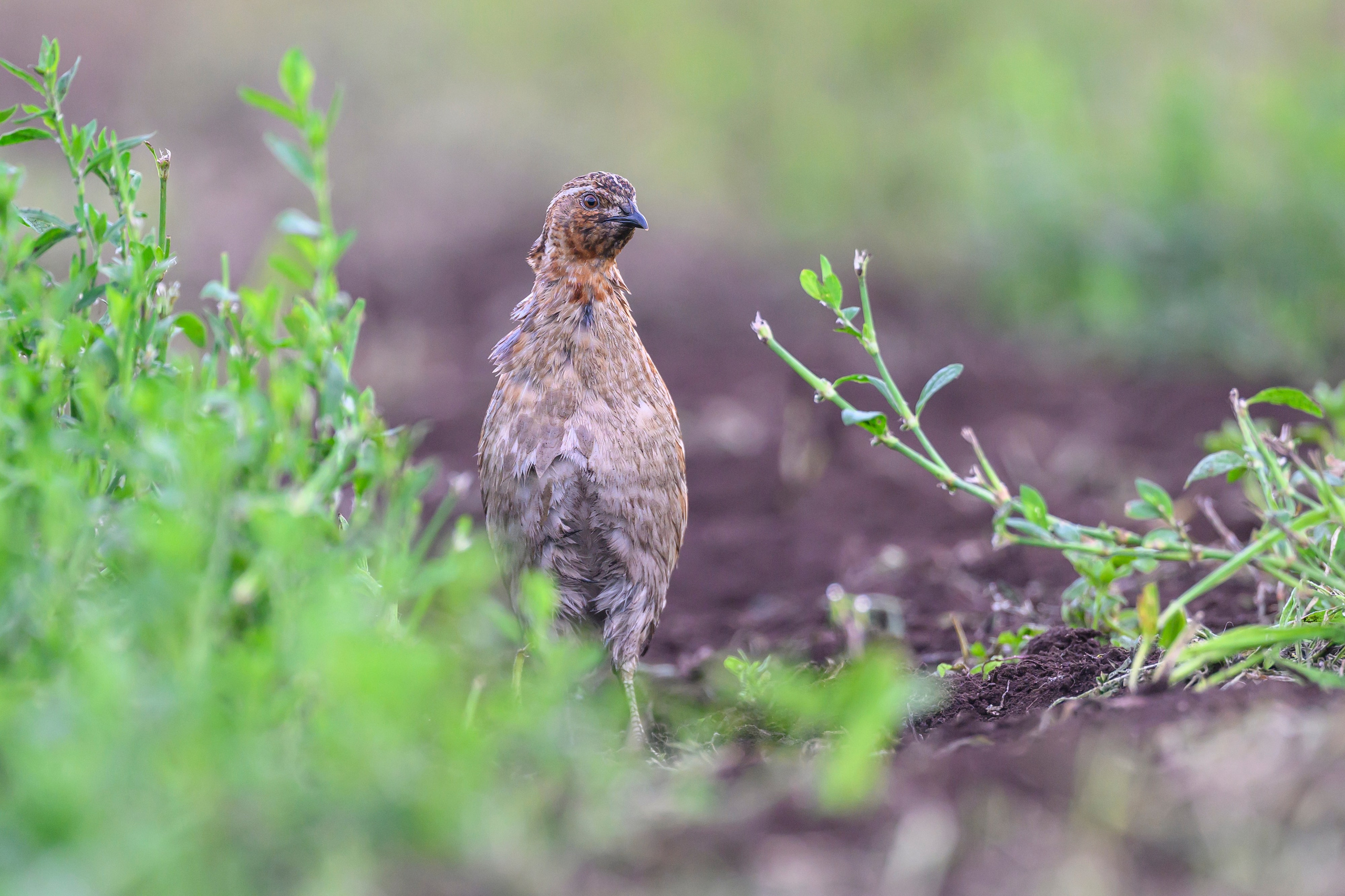 Перепел. Wildlife photography by Sergey Puponin