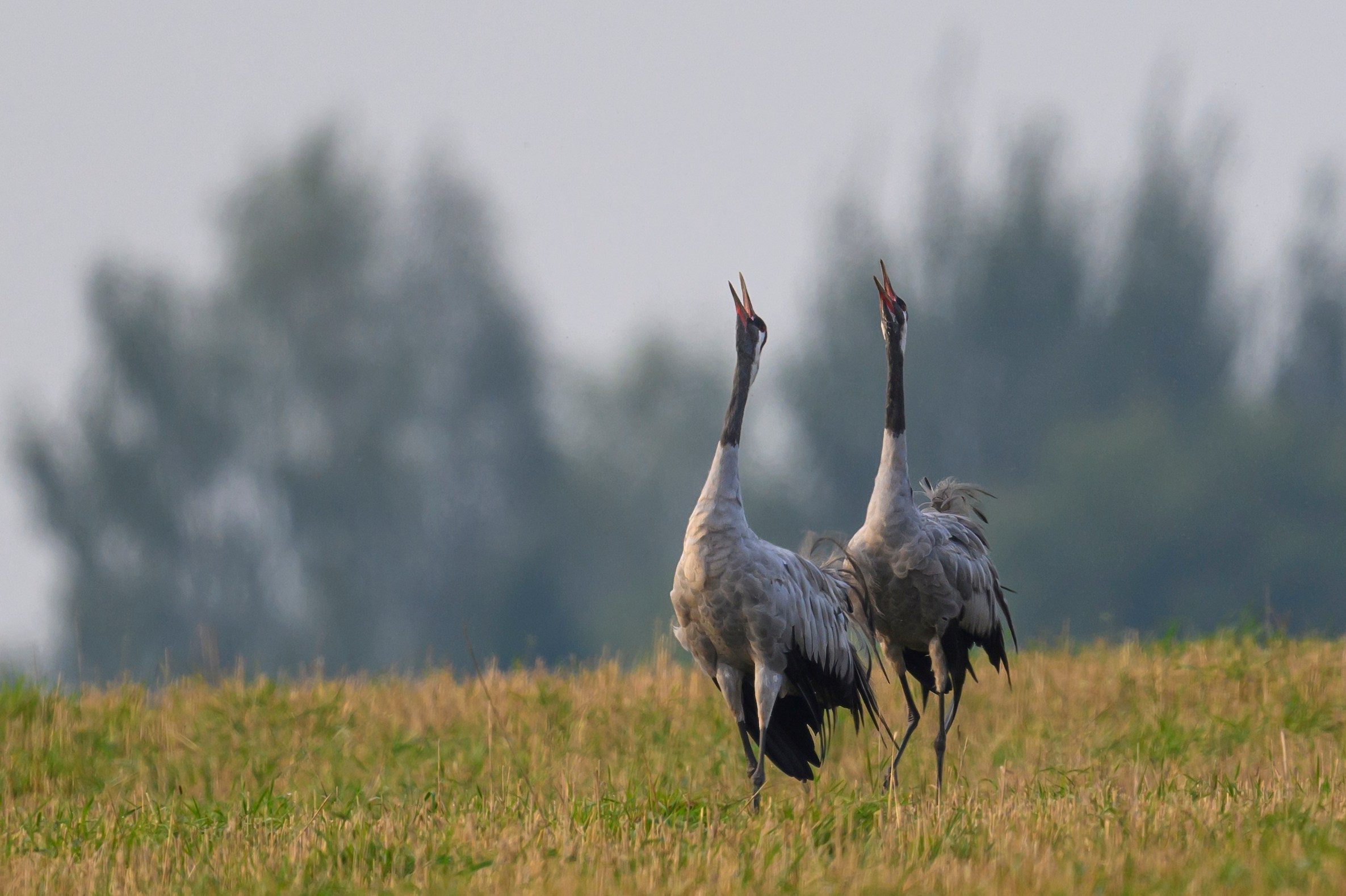 Журавли и большой подорлик. Cranes and Greater spotted eagle. Фотограф Сергей Пупонин