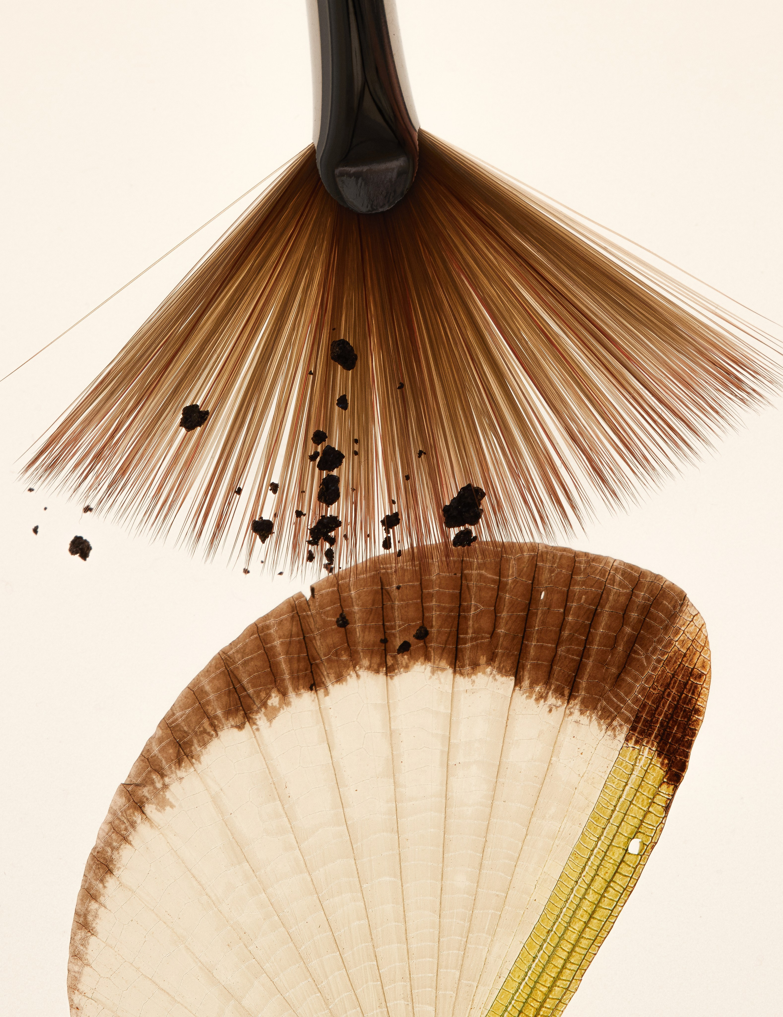 STILL LIFE. Portfolio Victoria Bulanova