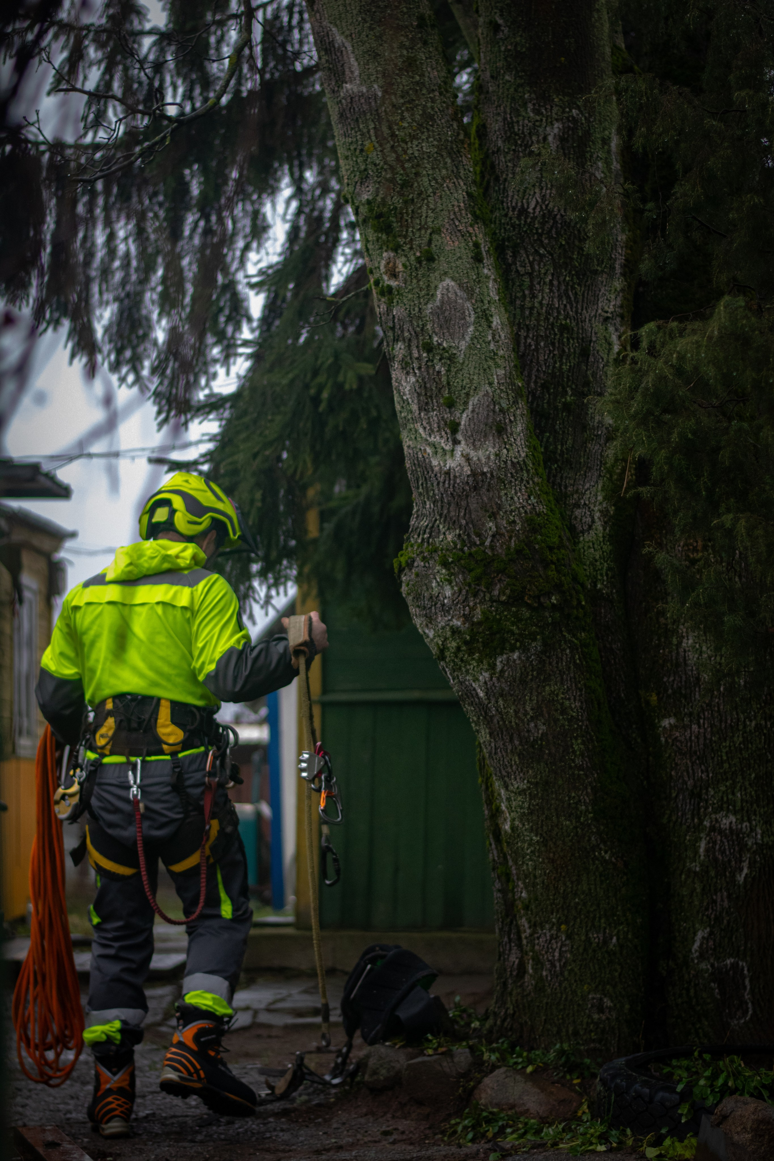 Спил деревьев. Аrbori Culturist