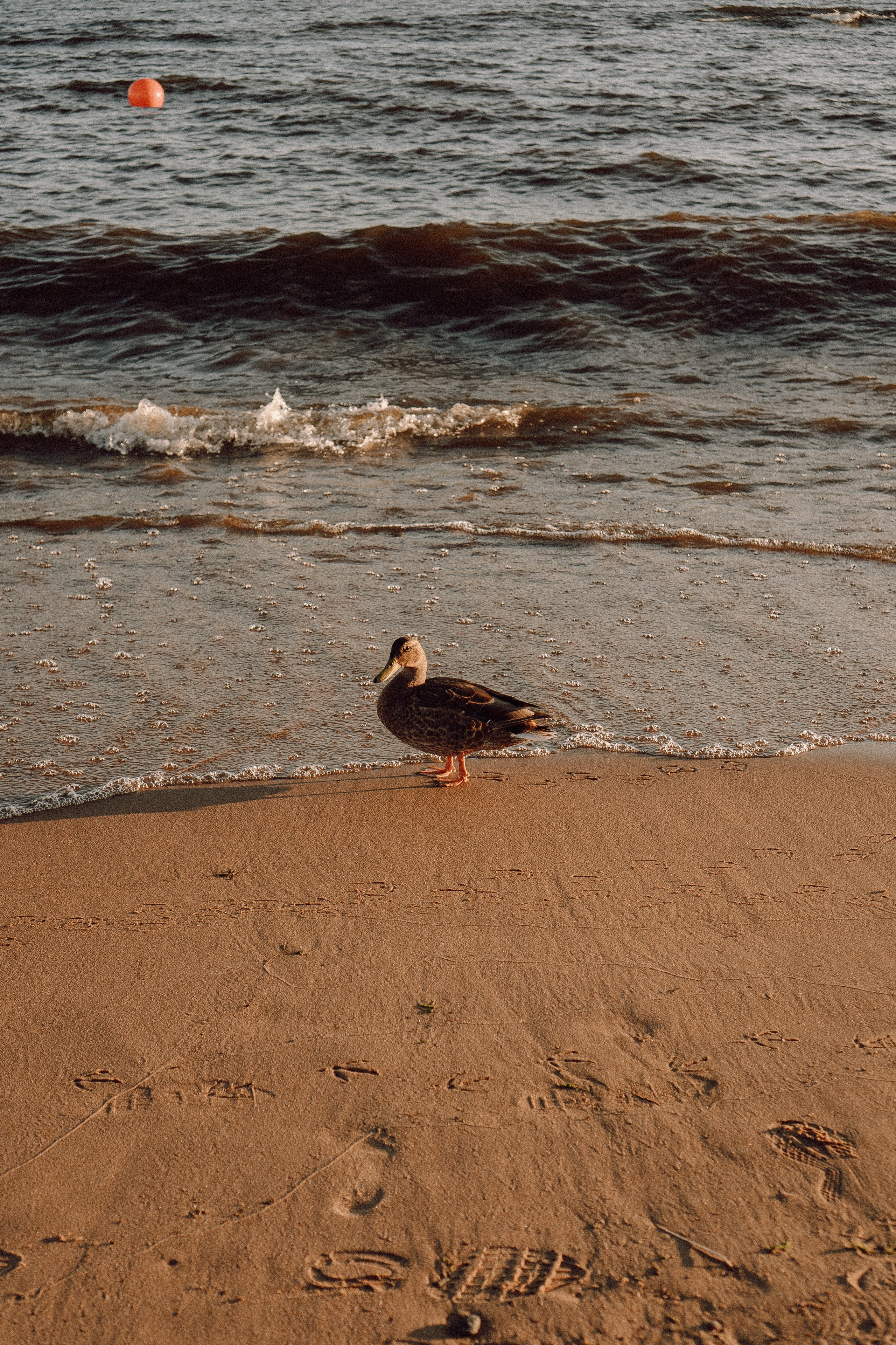 РОМАНТИКА ФИНСКОГО ЗАЛИВА. Профессиональный фотограф, Санкт-Петербург — Виктория Богомолова