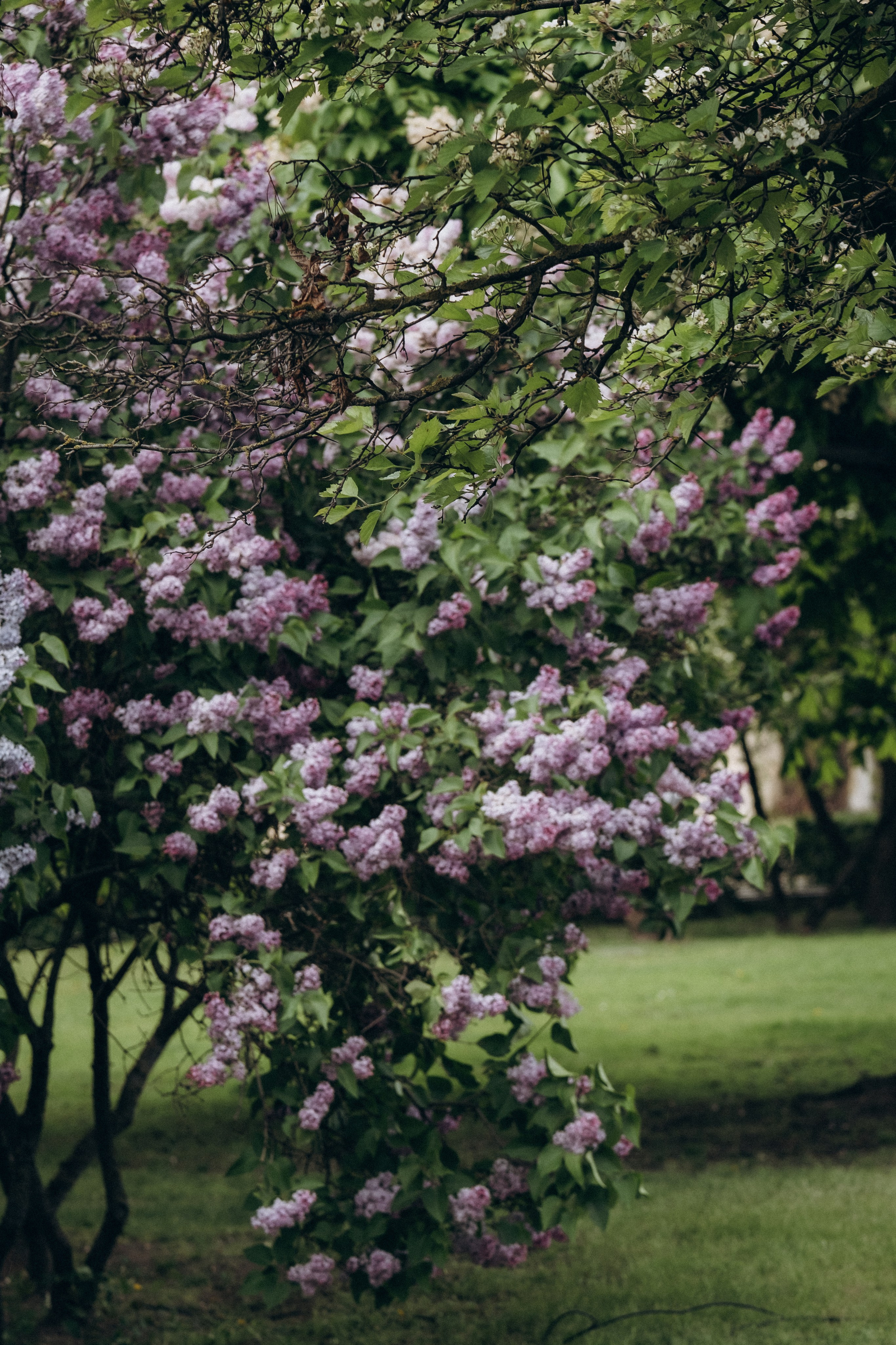 ПРОГУЛКА В МИНСКЕ. Профессиональный фотограф, Санкт-Петербург — Виктория Богомолова