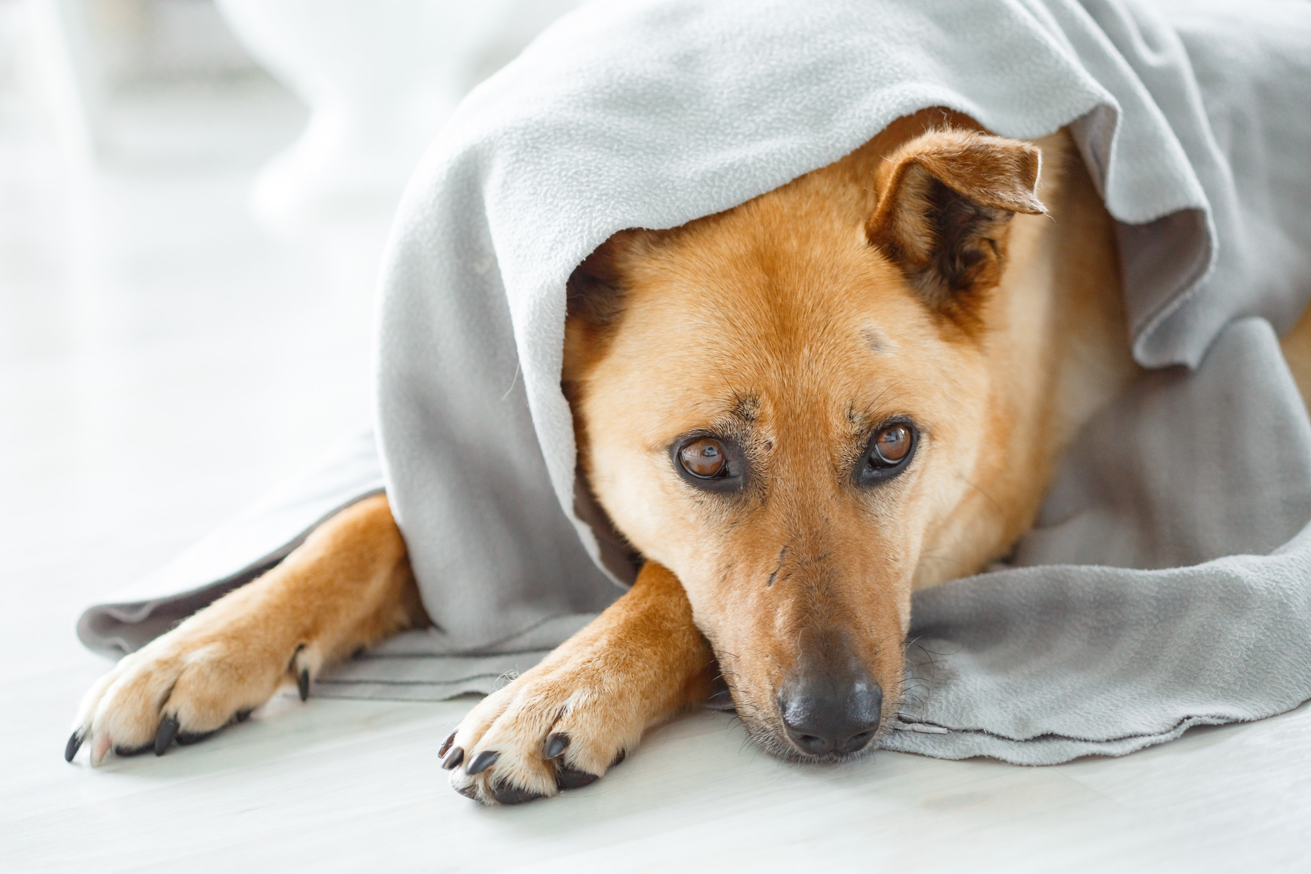 Джесси. Семейный фотограф в Екатеринбурге