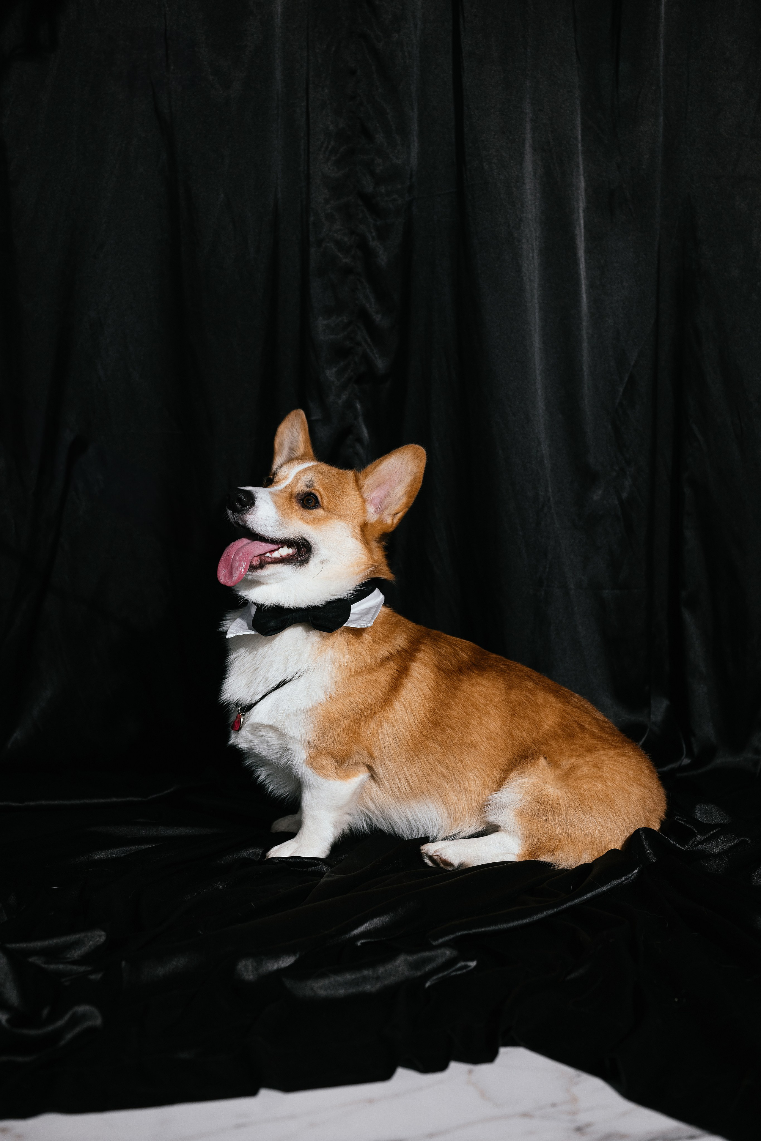 Таня и Пич. Свадебный, семейный фотограф в Рязани Лена Брант