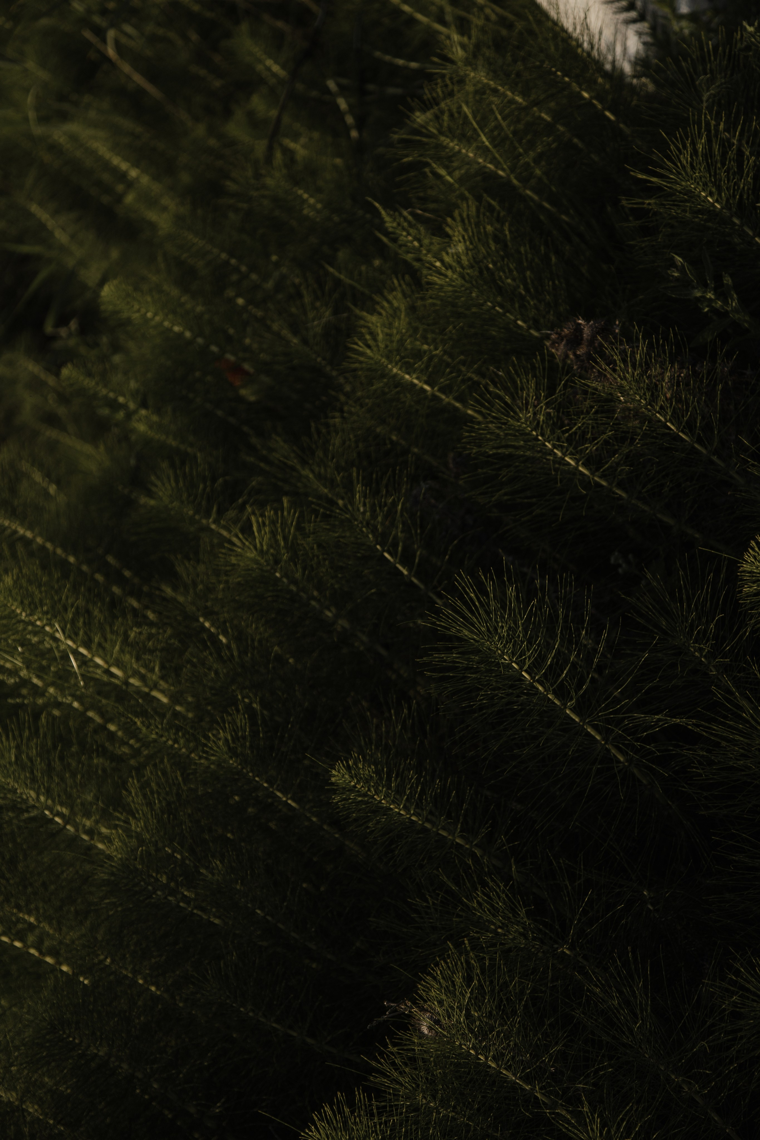 Владимир и Серафима. Свадебный фотограф в Симферополе (Крым) Валерия Воловидник