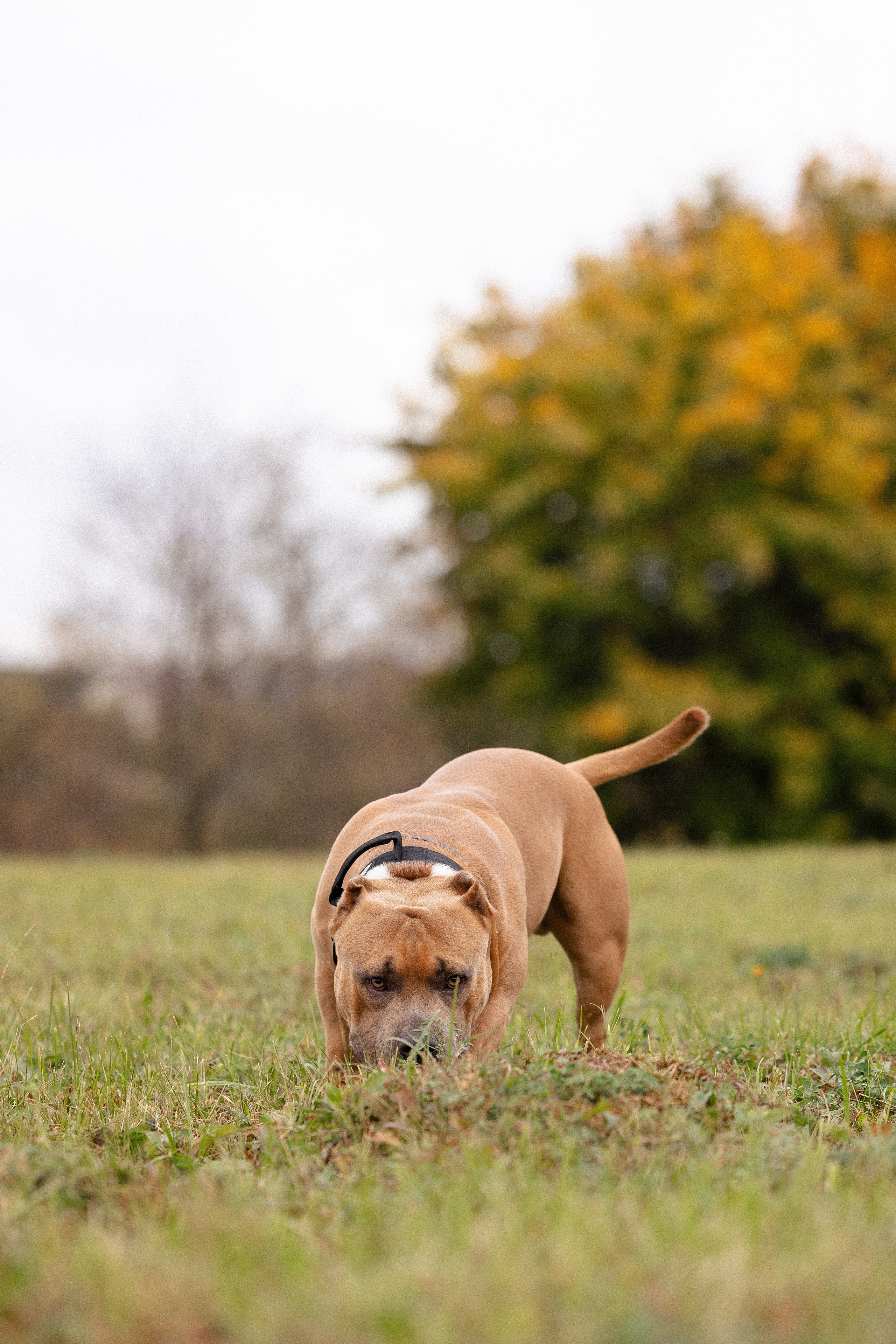 Алена и Тор. Фотограф и видеограф анималист Аганина Дарья