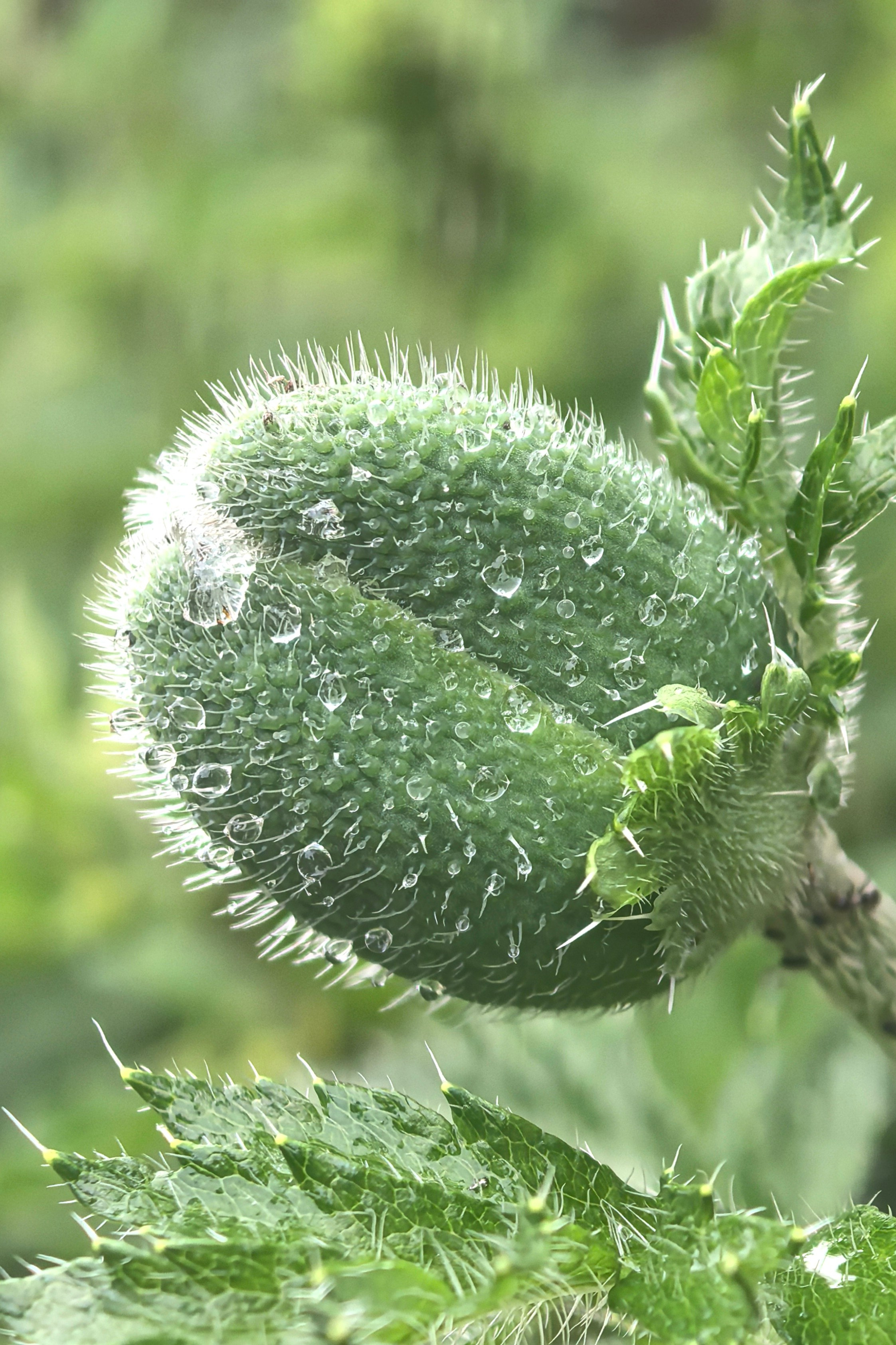 ПочтиМАКРО. Школьные выпускные альбомы в Москве Марина Николаева