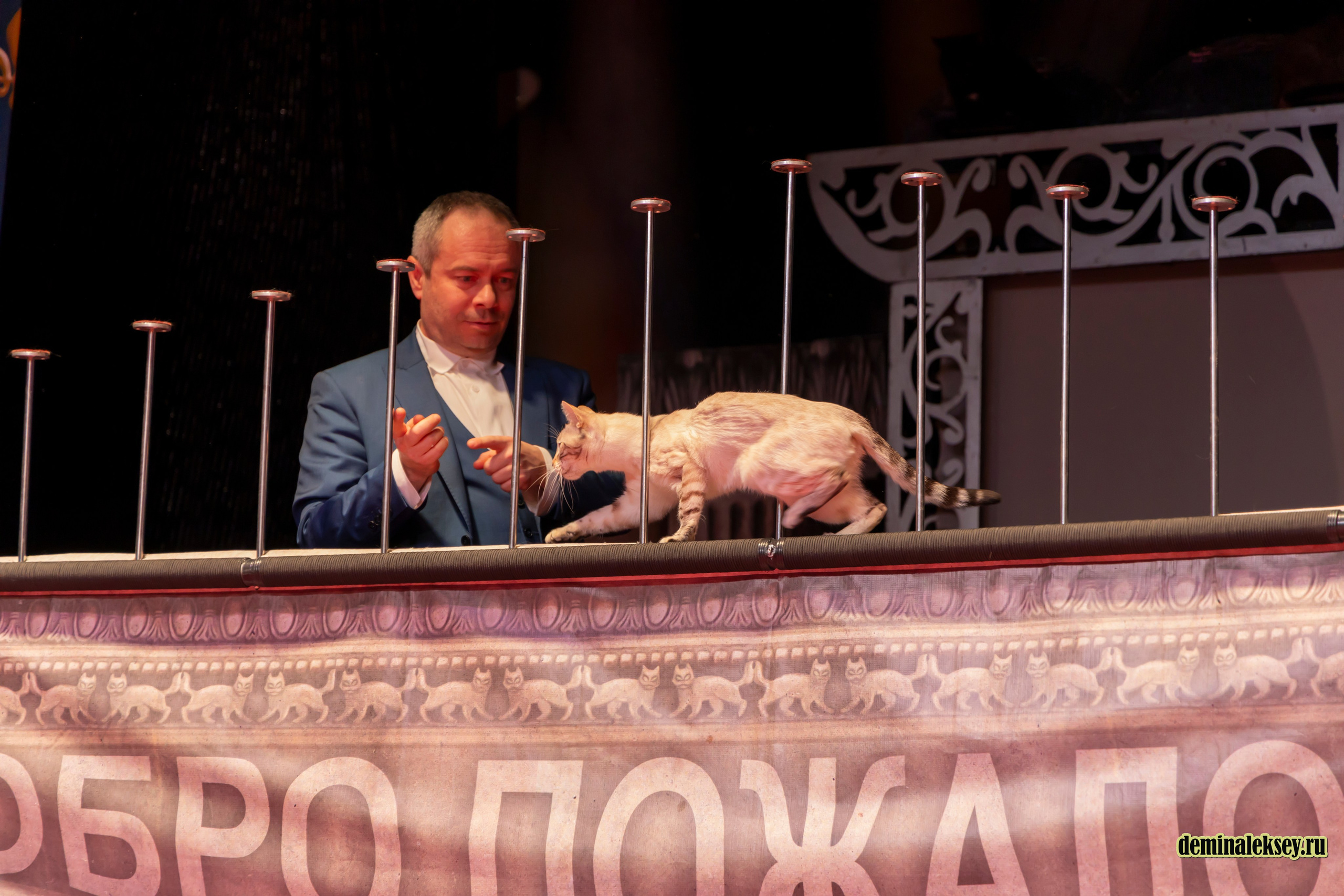Театр кошек Куклачева 26 февраля 2025. Репортажный, семейный и студийный фотограф в Москве Демин Алексей