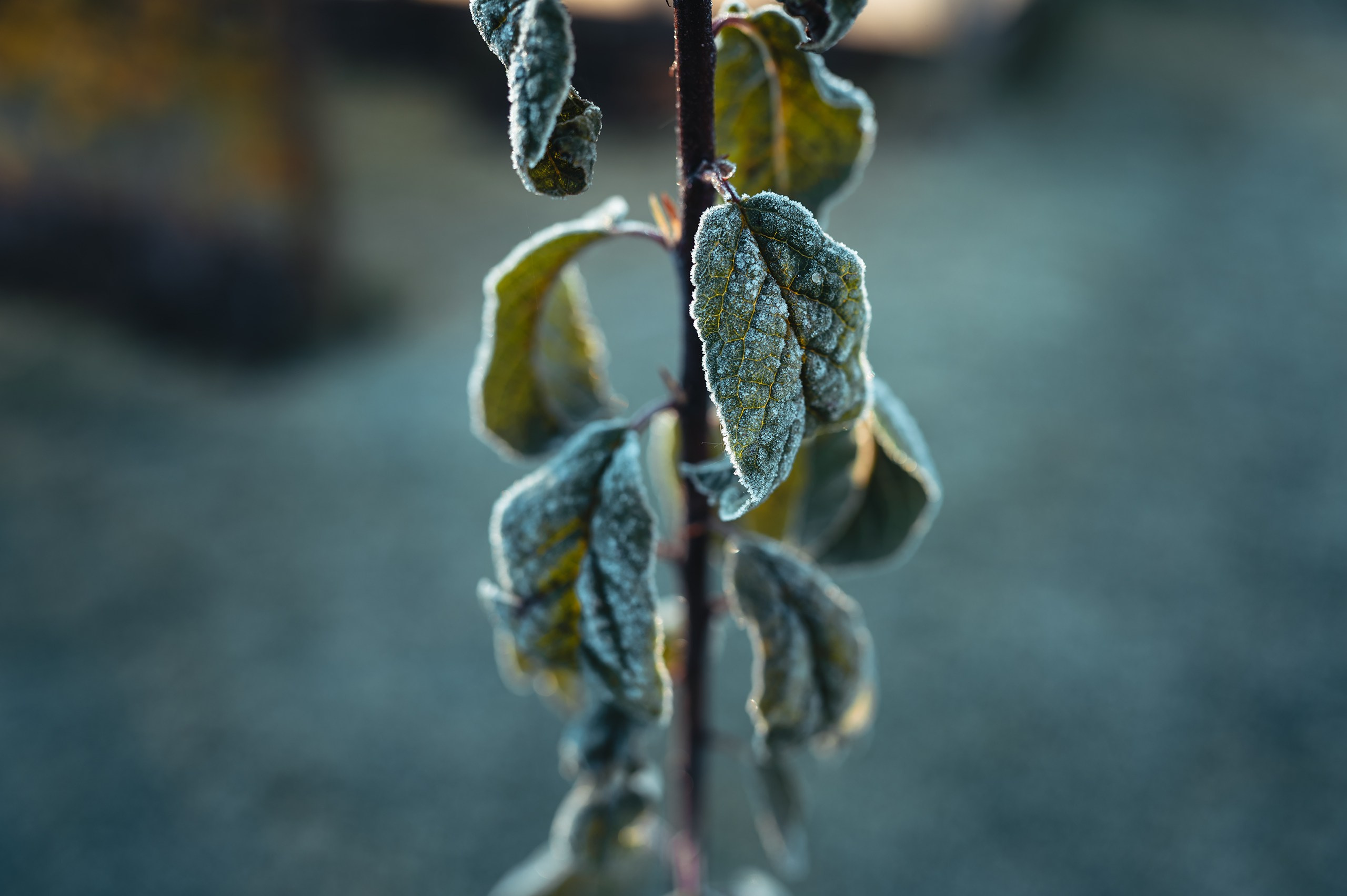 Невидимый спектр. Komonev