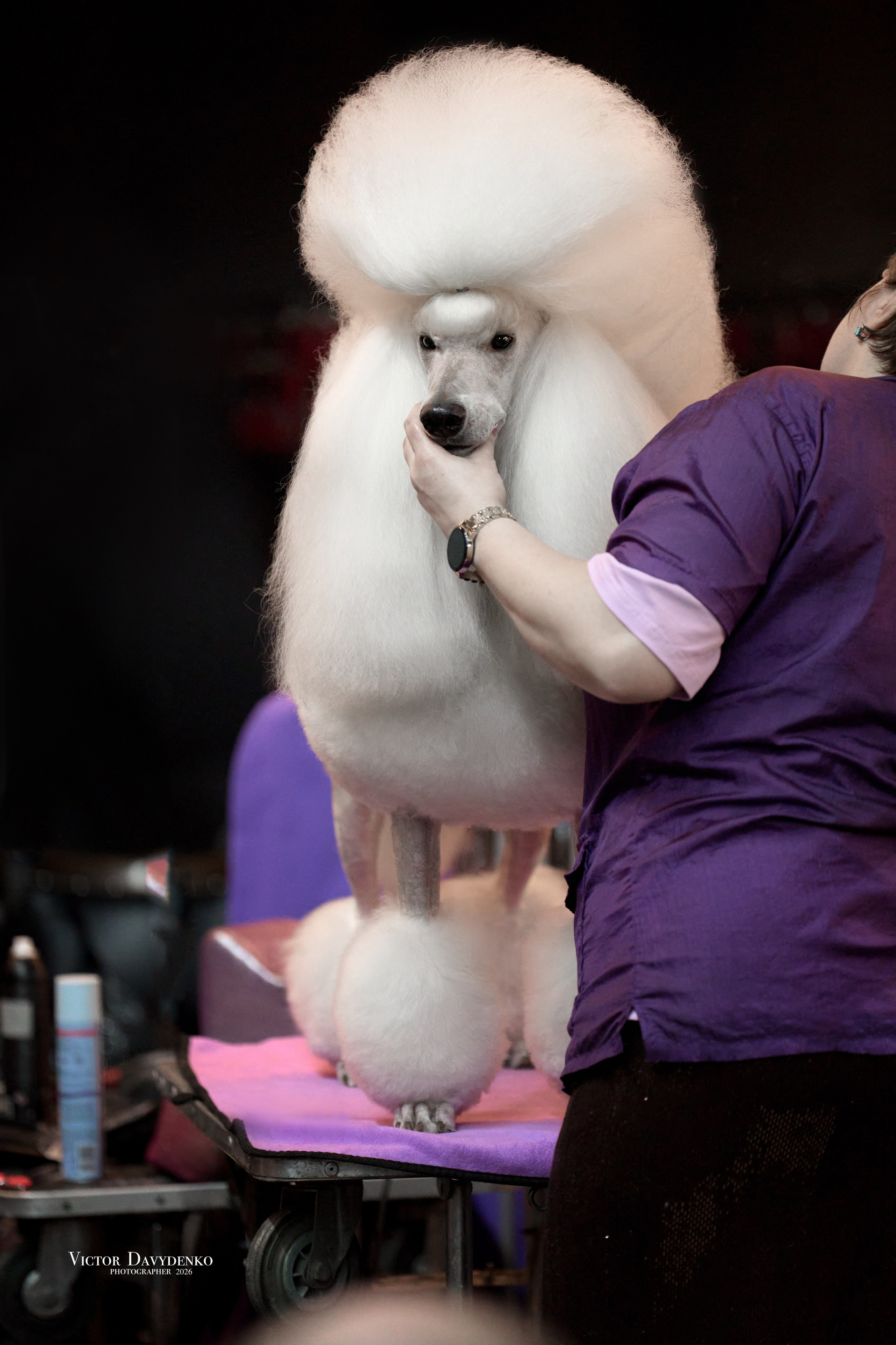  фотограф анималист краснодар выставка собак дог шоу