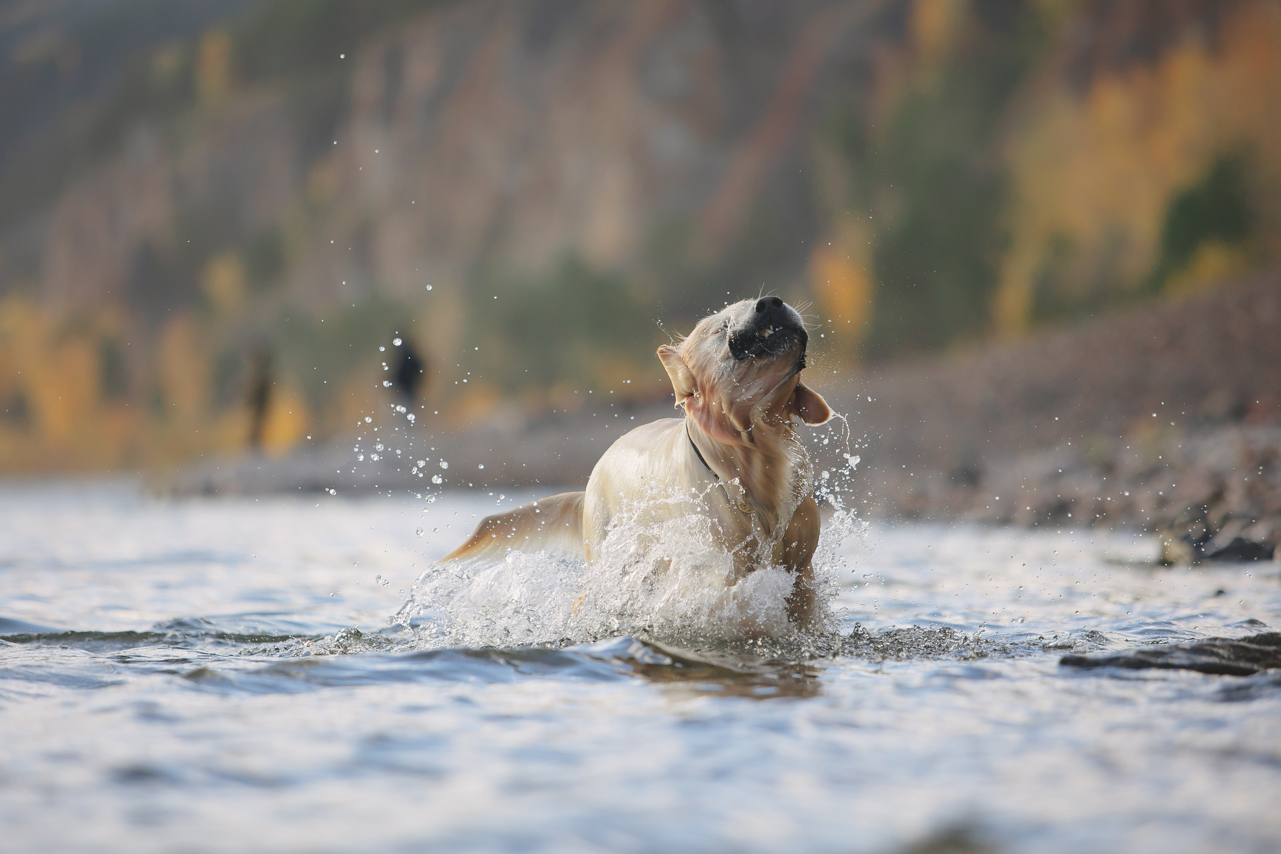 Снежик и Веста. Свадебный и женский фотограф