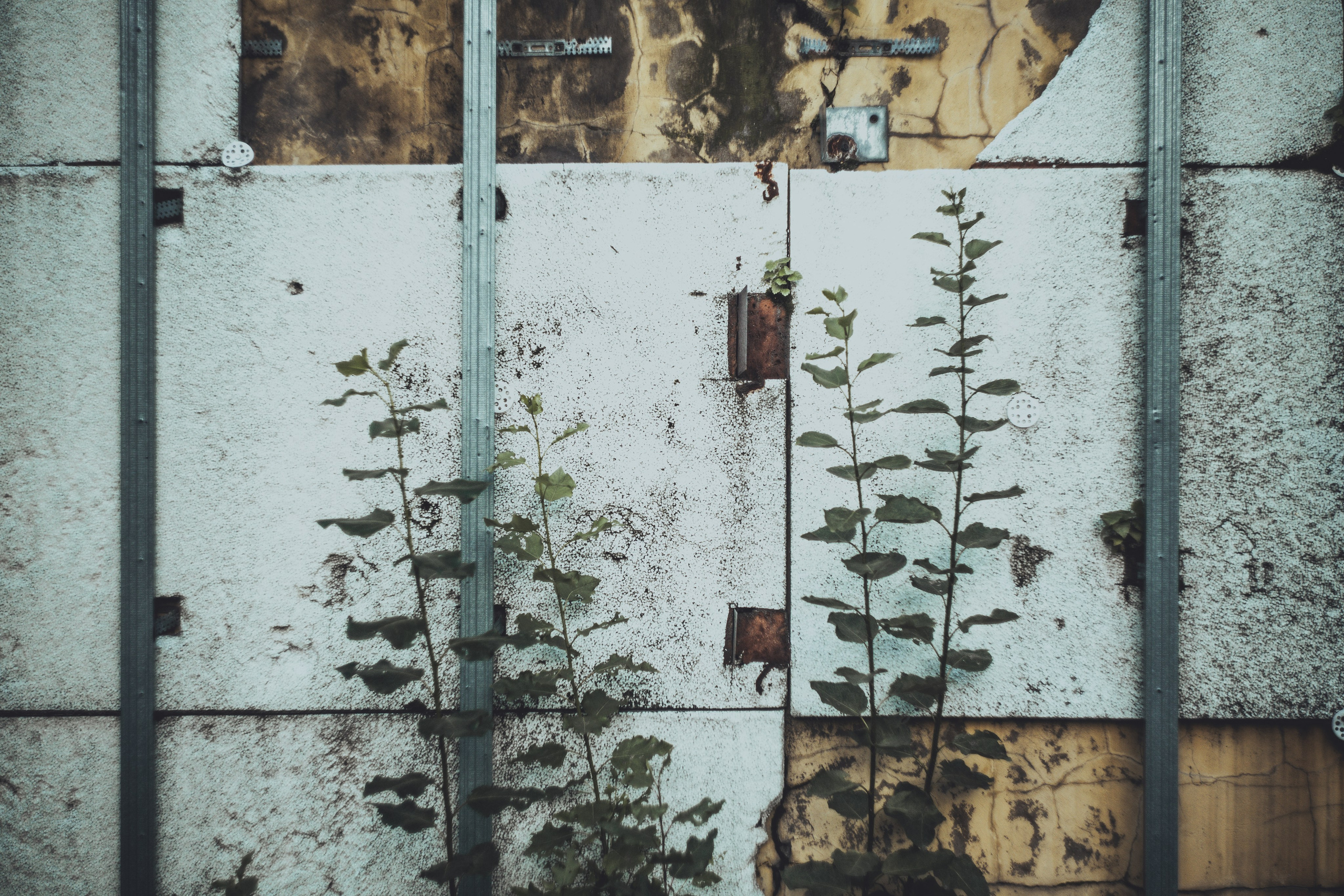 Tender Colors of a Heavy City. Whoii art