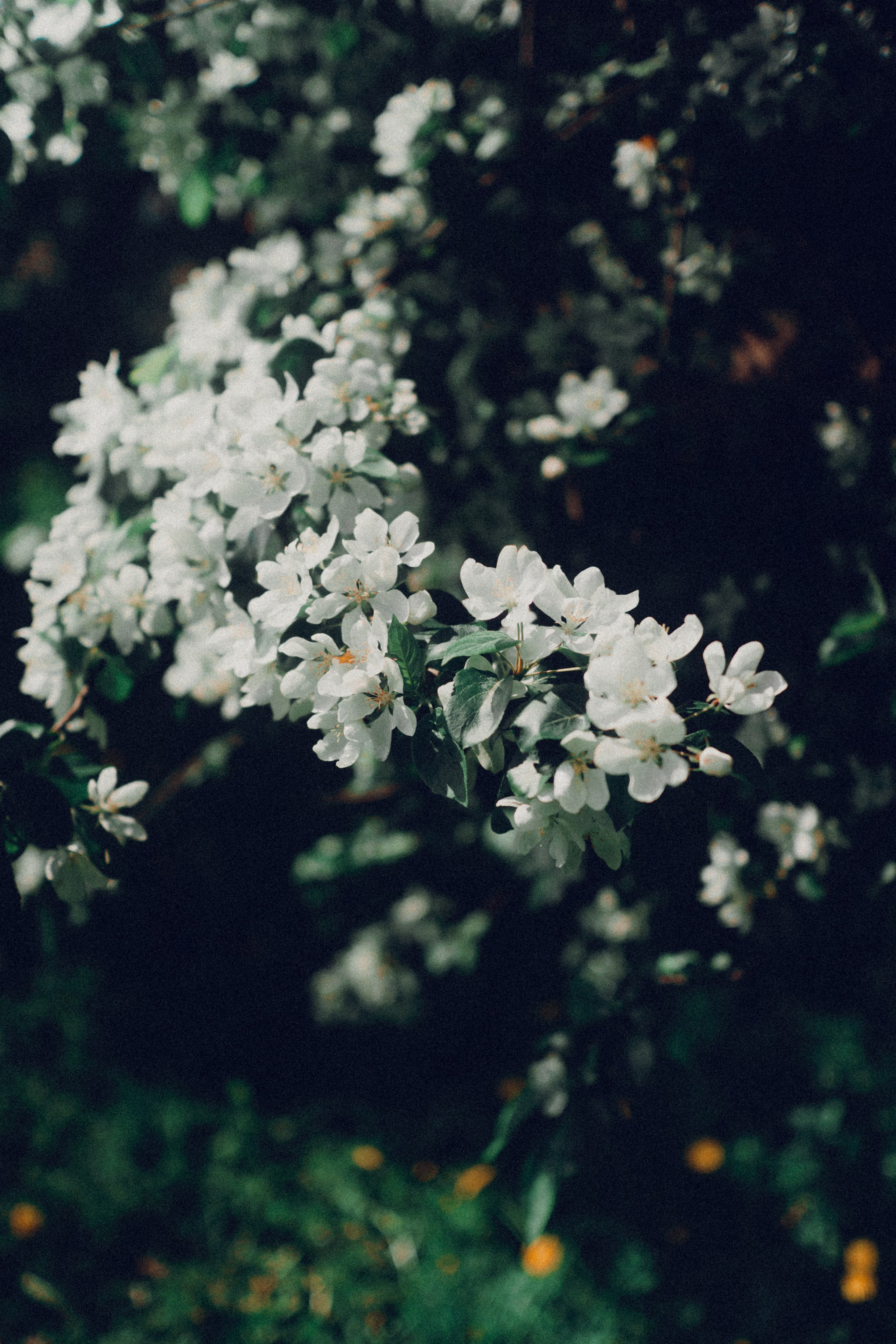 Botanical. Портретный и свадебный фотограф в Москве и Санкт-Петербурге. Учитель фотографии онлайн и оффлайн
