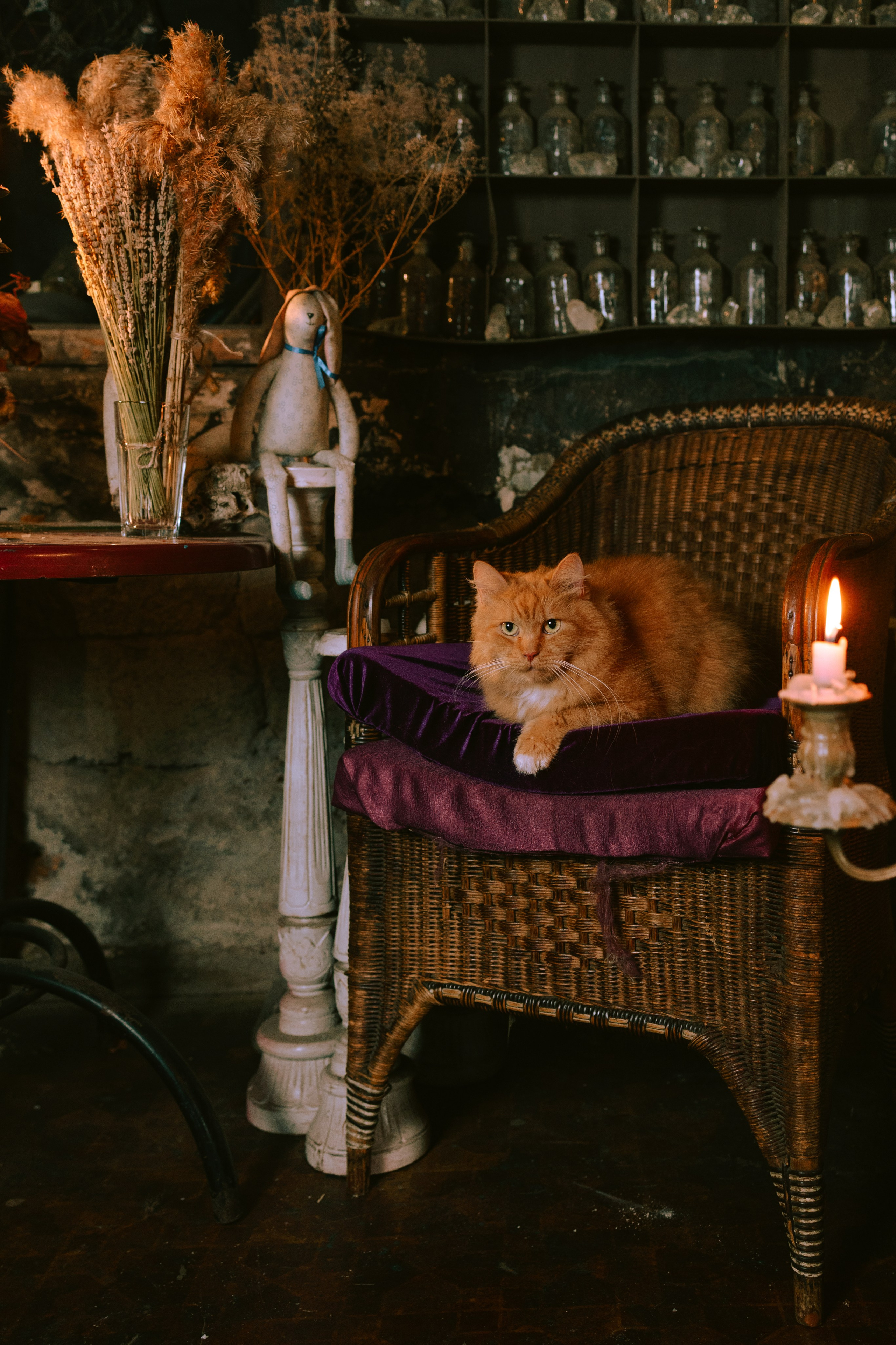 Съёмка домашних животных