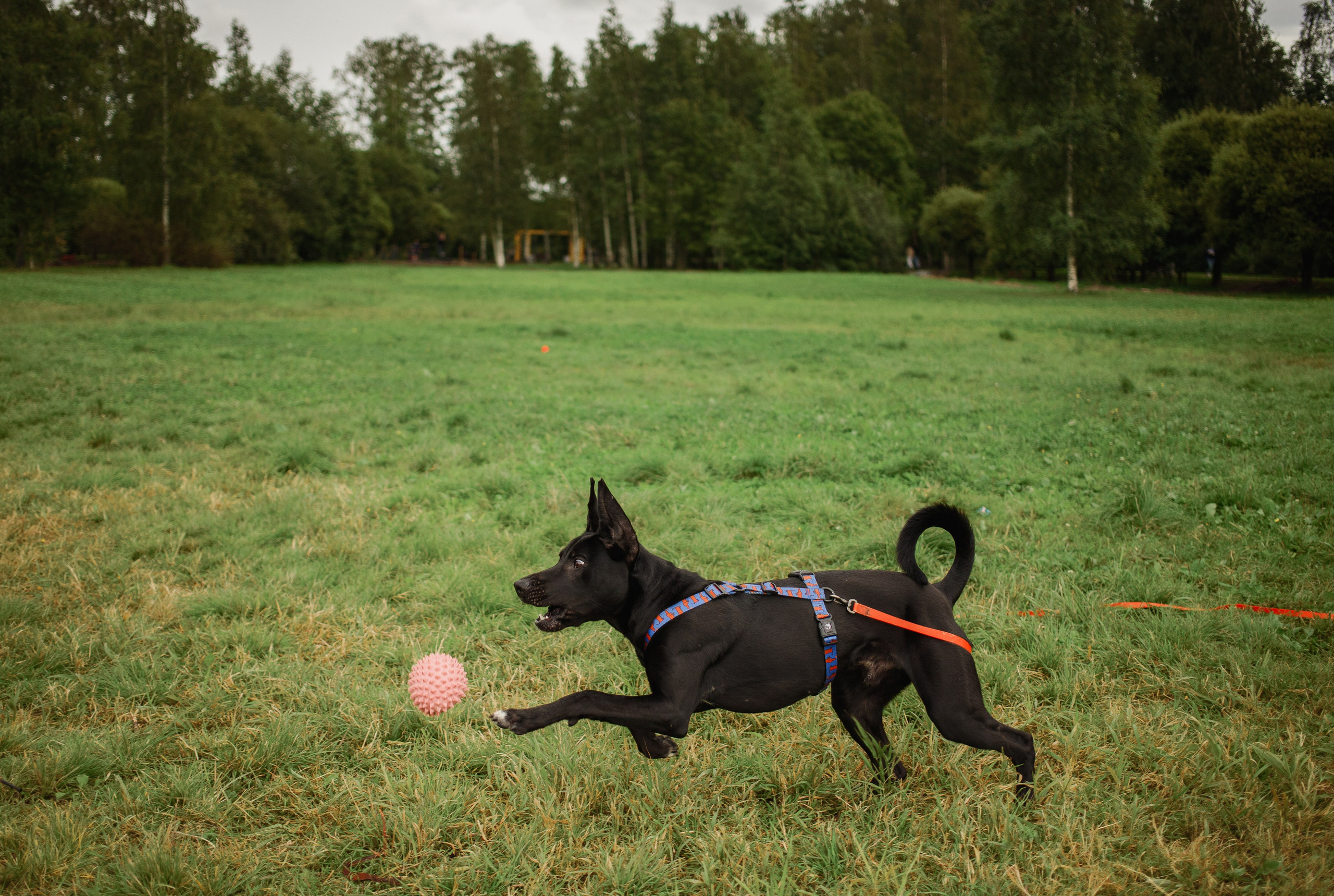 Отис ищет дом. Портретный фотограф в Санкт-Петербурге Катя Протасевич