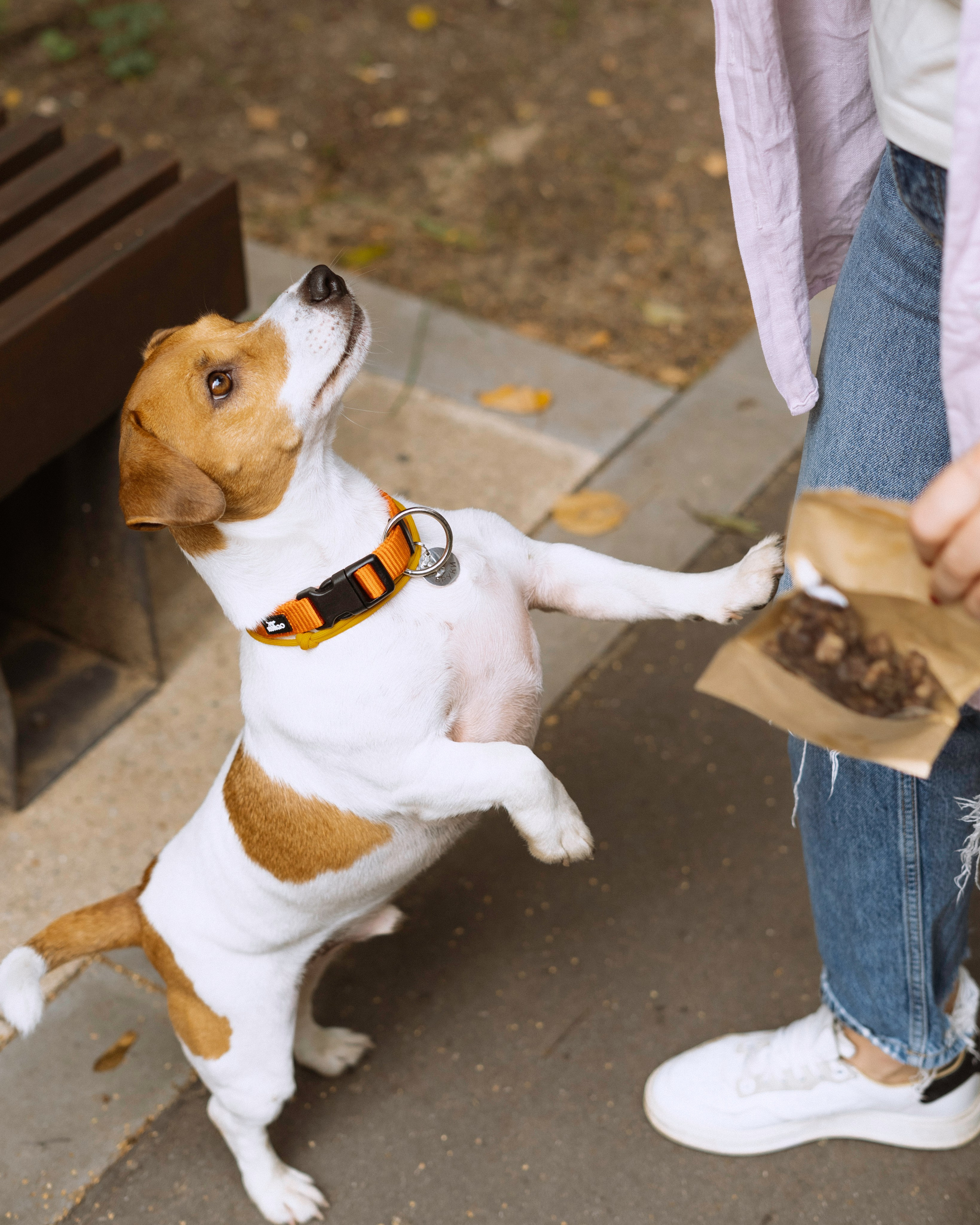 Катерина и Бруки. Фотограф в Москве Шалышко Ангелина
