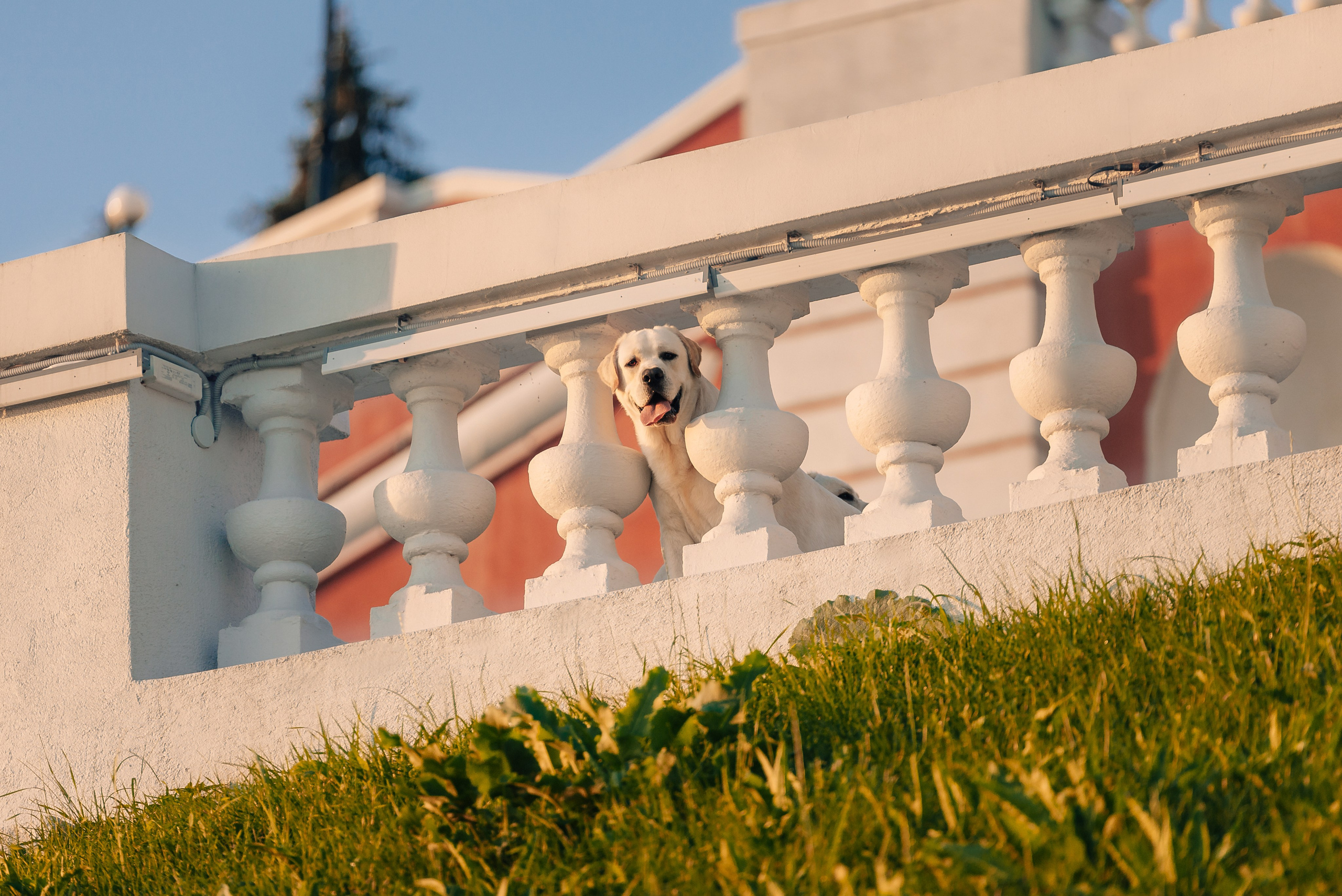 Екатерина, Урал и Бест. Фотограф-анималист Анастасия Парфенова|Екатеринбург