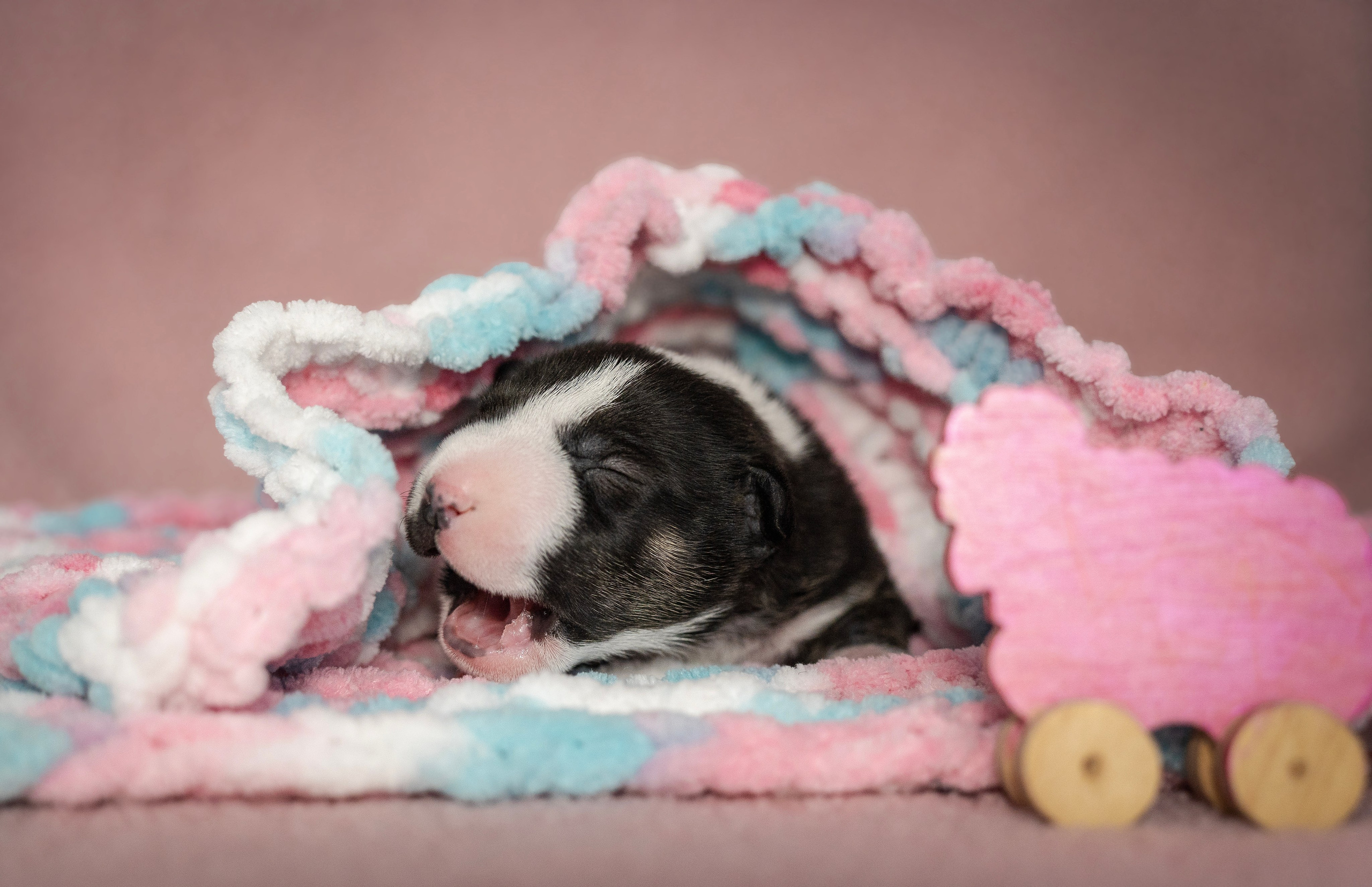 Ньюборн. Семейный фотограф анималист г. Находка