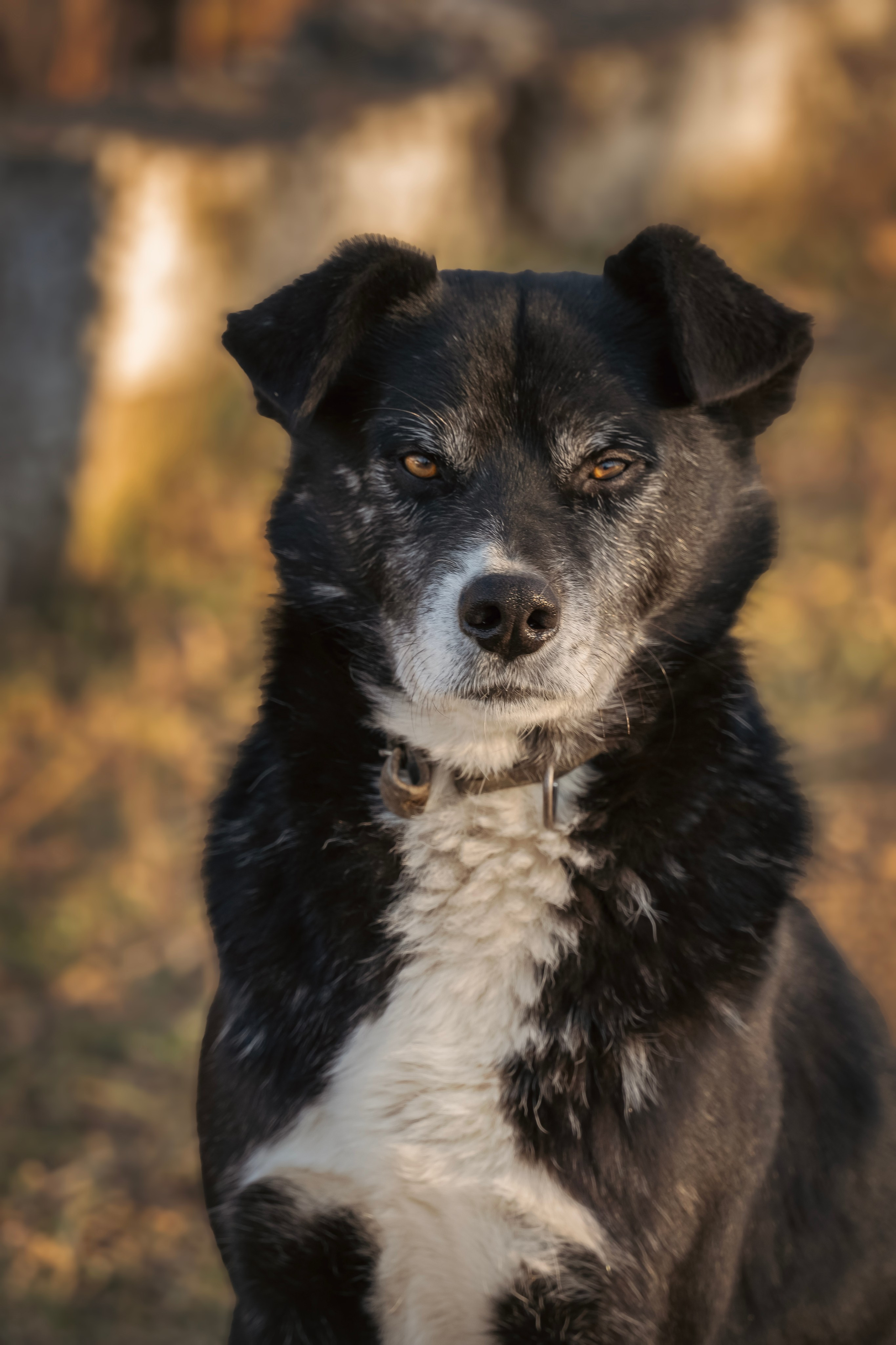 Конюшня. Семейный фотограф анималист г. Находка
