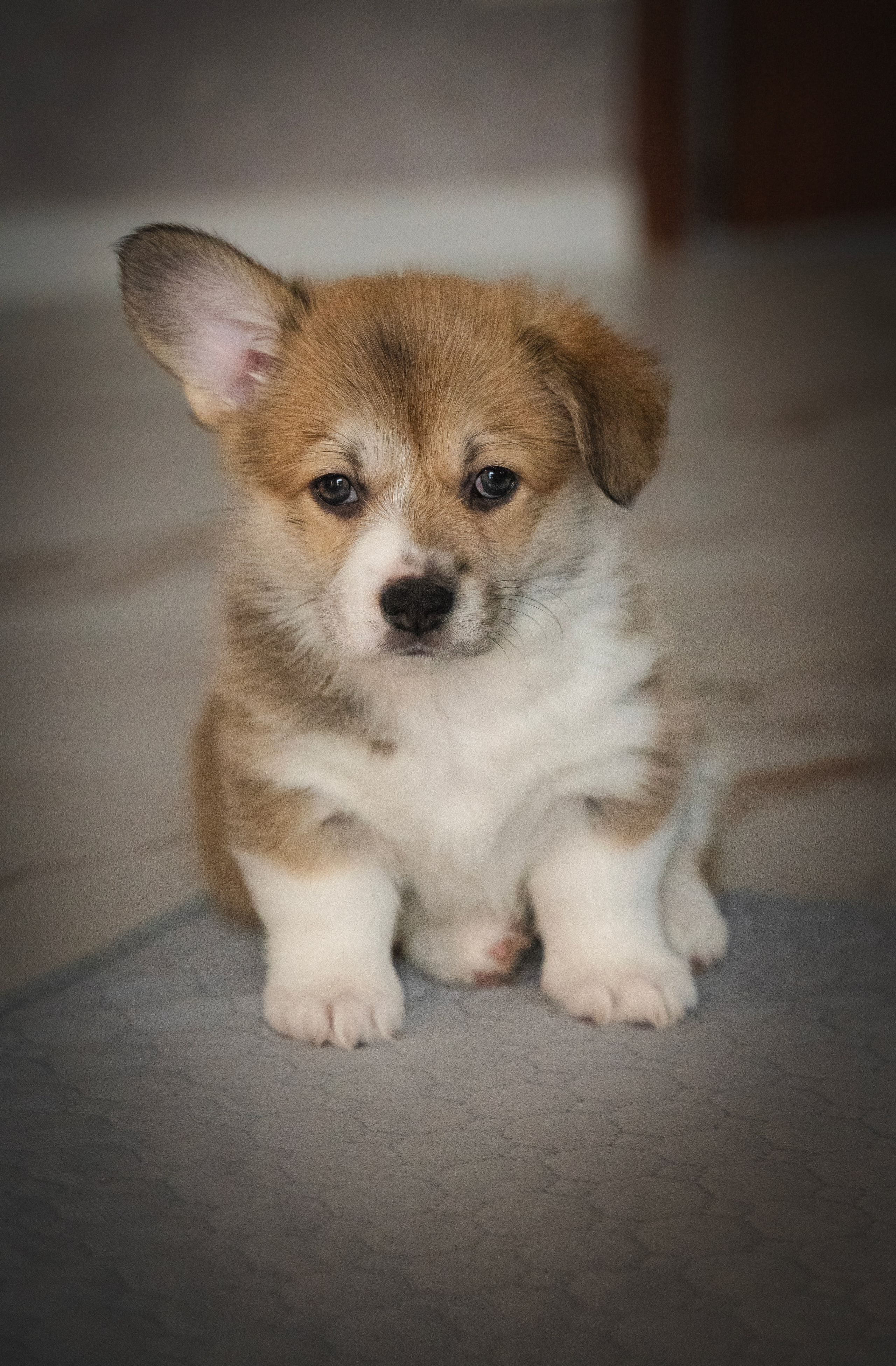 Щенки. Семейный фотограф анималист г. Находка