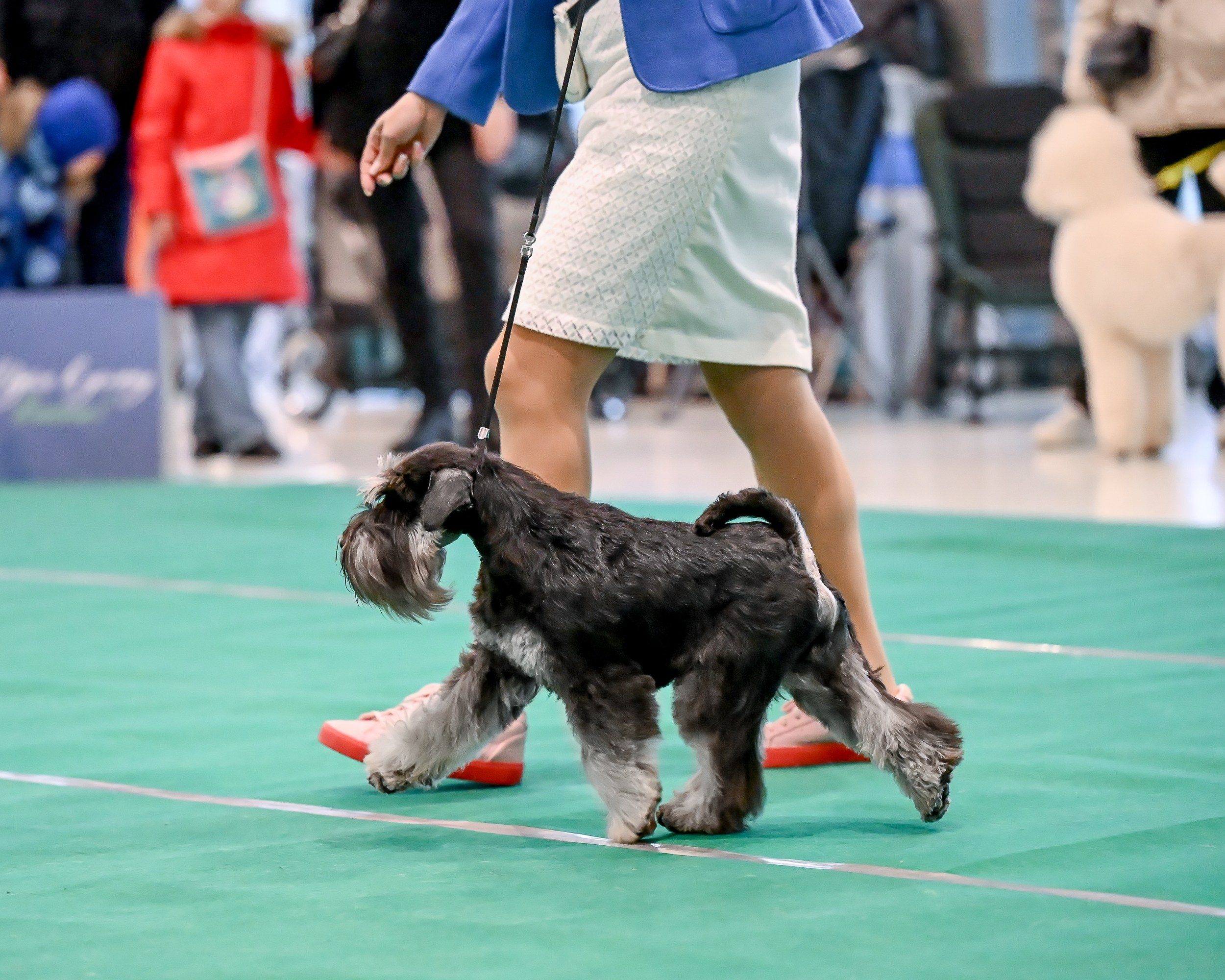 Дариус/ Delinso Balance Chivas Regal. Питомник цвергшнауцеров в Беларуси «Делинсо Бэлэнс»