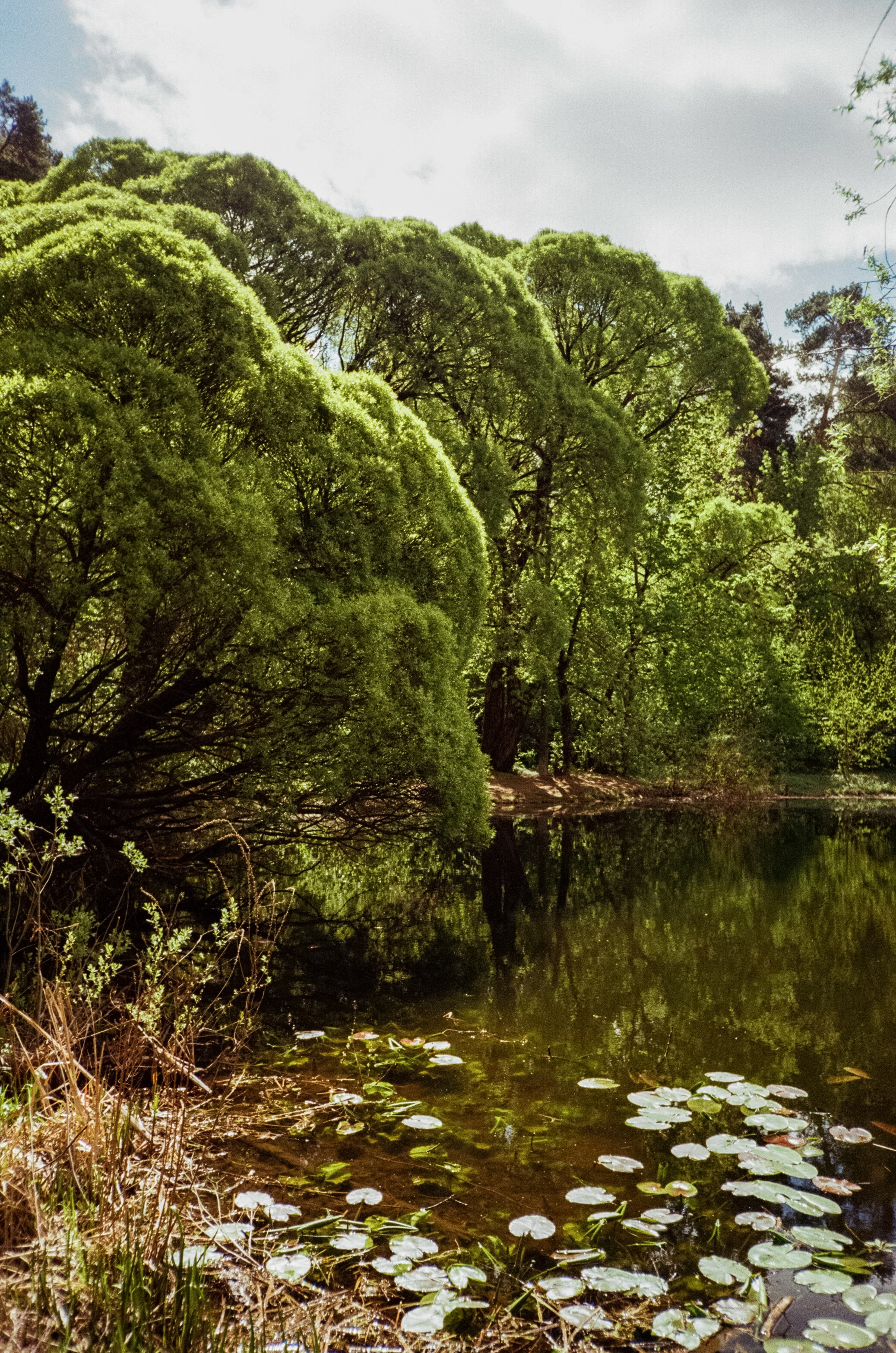Ricoh R1 | Kodak ProImage 100 | 6 мая 2025 года СерБор