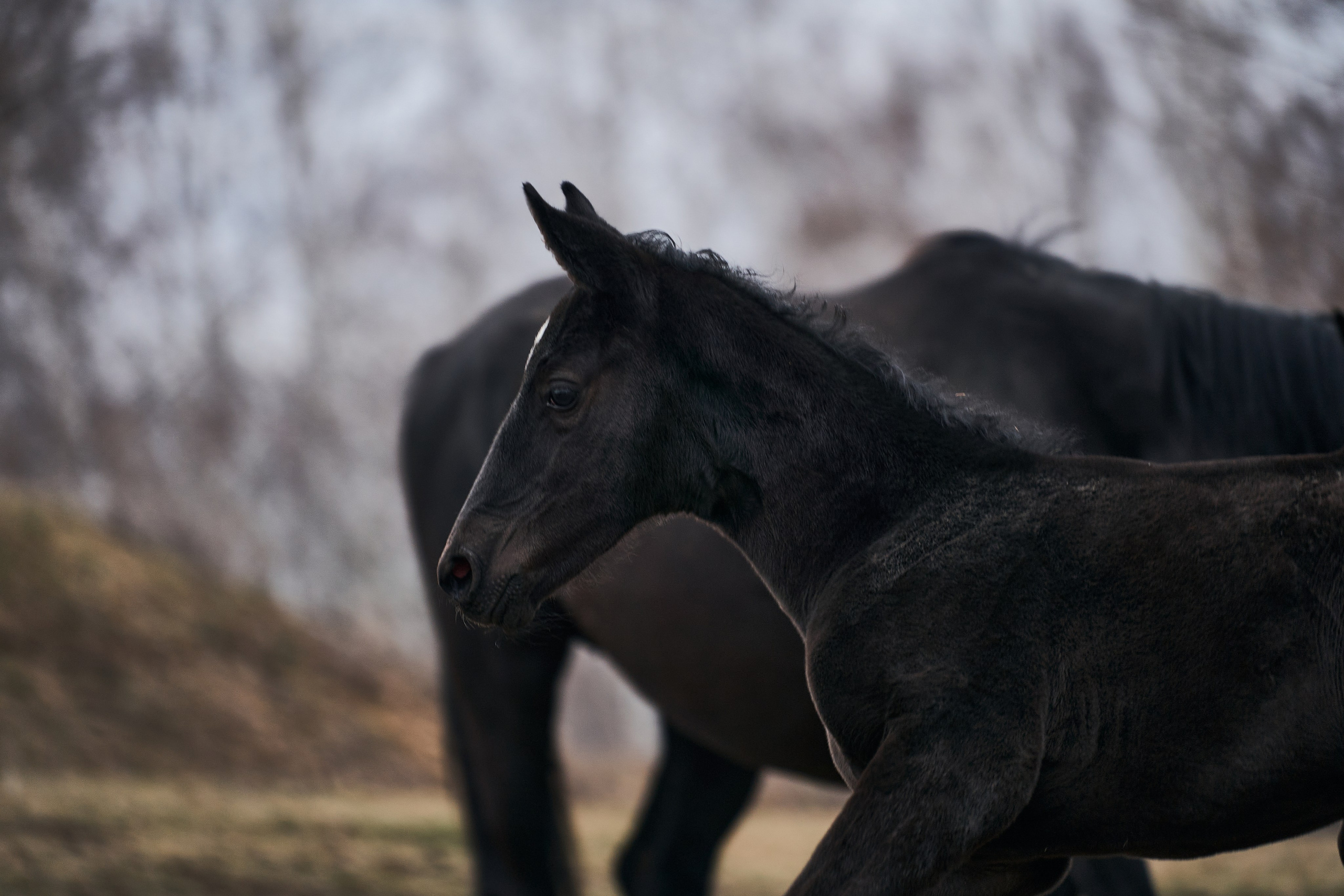 Деспина Хит, спортивная помесь, КСОЦ «Свобода». Фотосессии с лошадьми в Москве, Новосибирске
