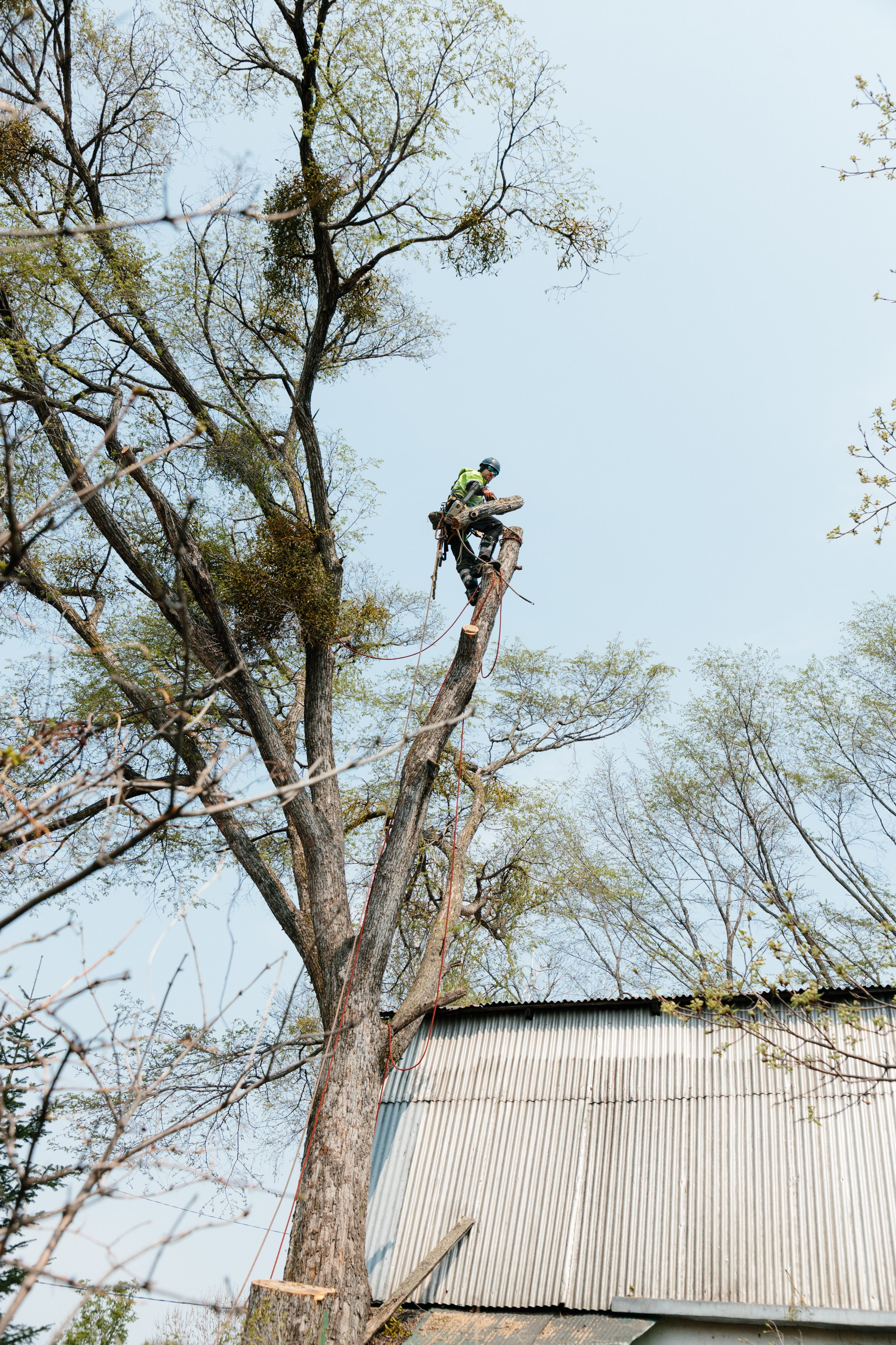 Арборист. Семейный фотограф в Хабаровске Катаева Ольга