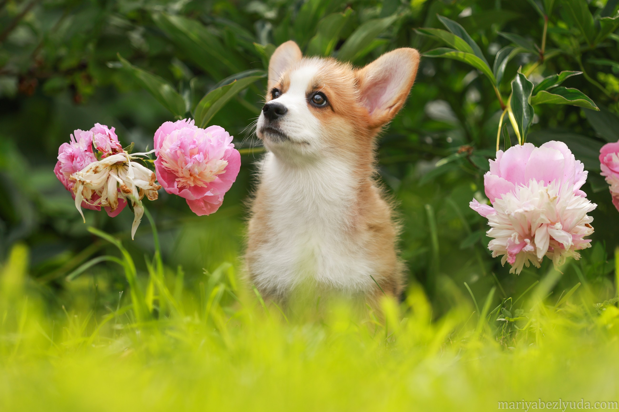 Щенки. Семейный и детский фотограф в Москве Мария Быкова