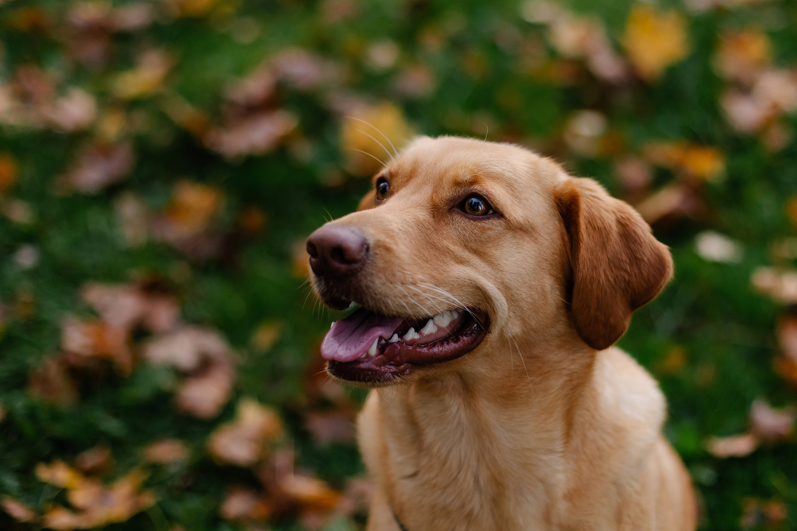Hundeshooting / Hundefotografie. Fotografin in München Dasha Antipina
