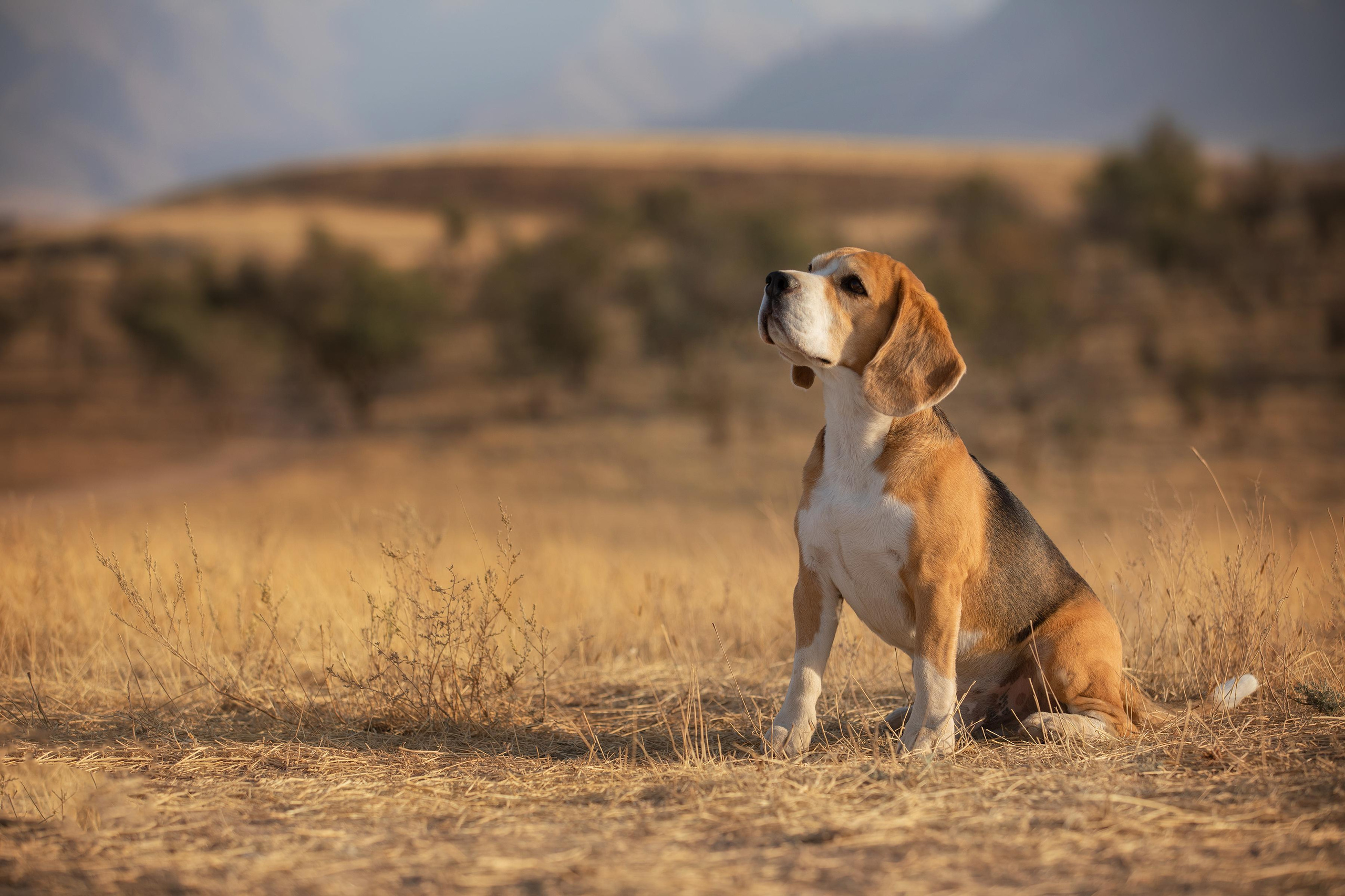Собаки и не только. Фотограф Алена Звездина