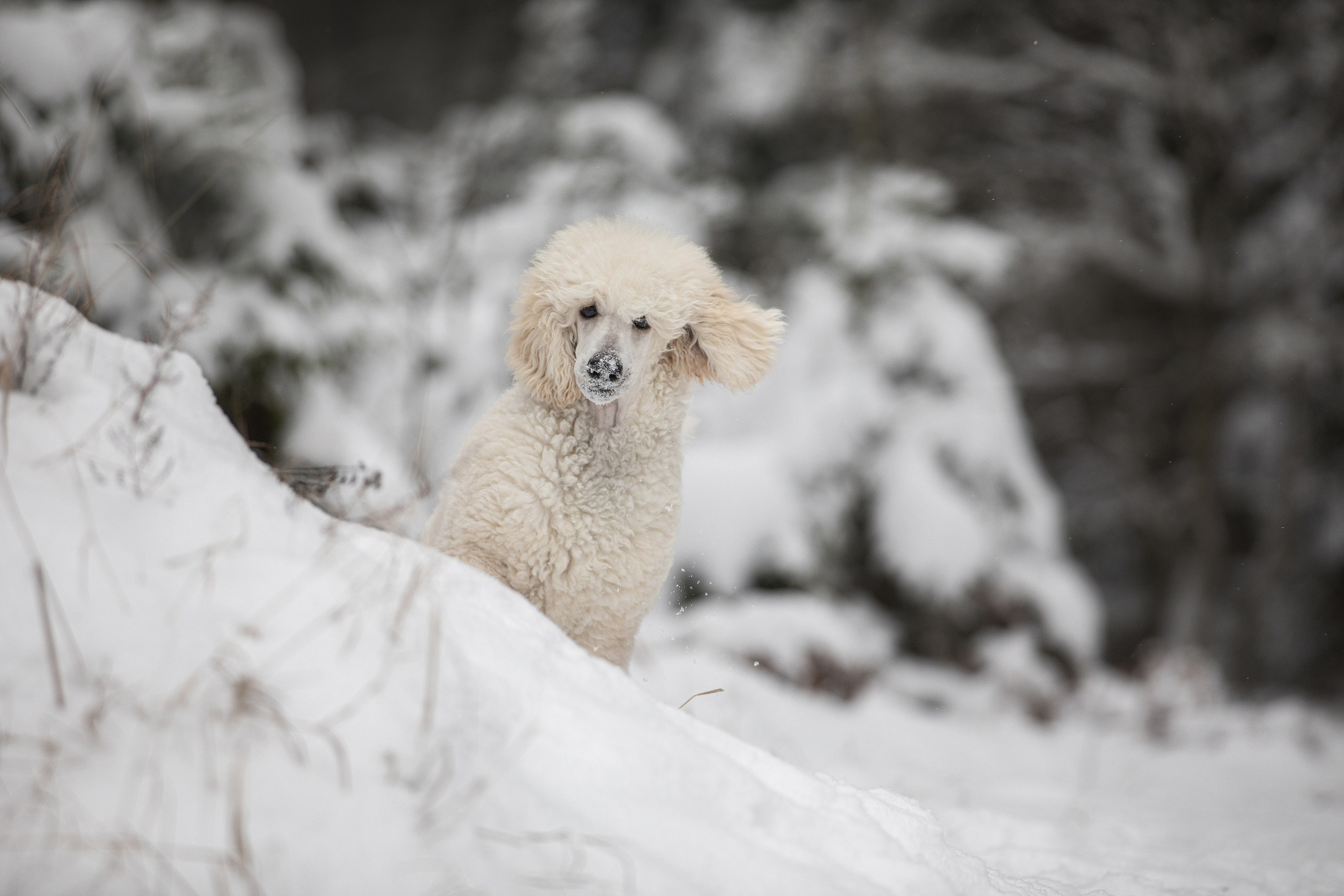 Собаки и не только. Фотограф Алена Звездина