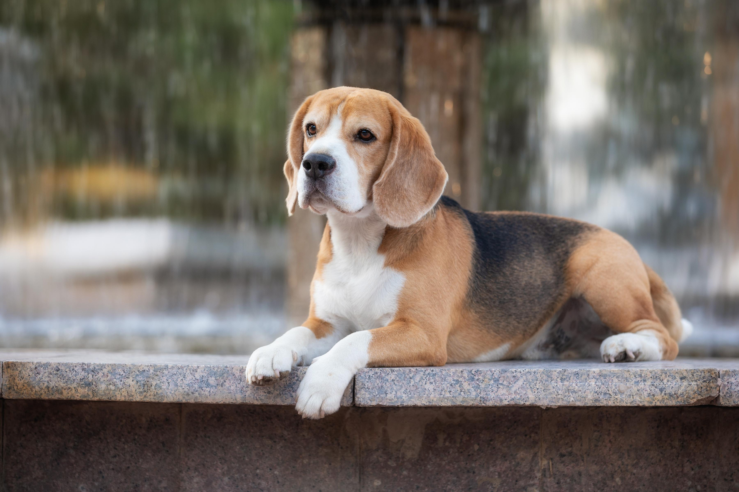 Собаки и не только. Фотограф Алена Звездина