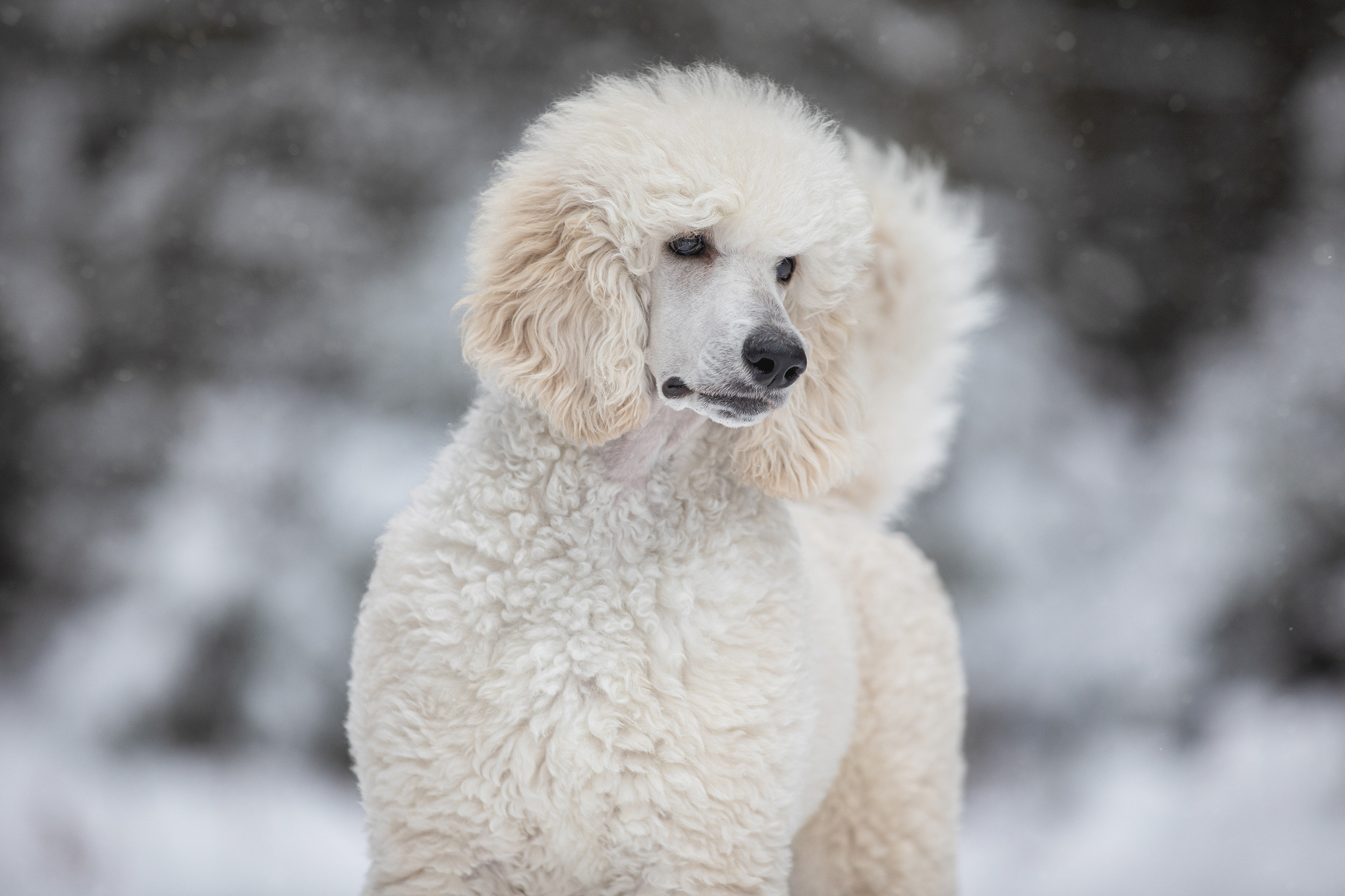 Собаки и не только. Фотограф Алена Звездина