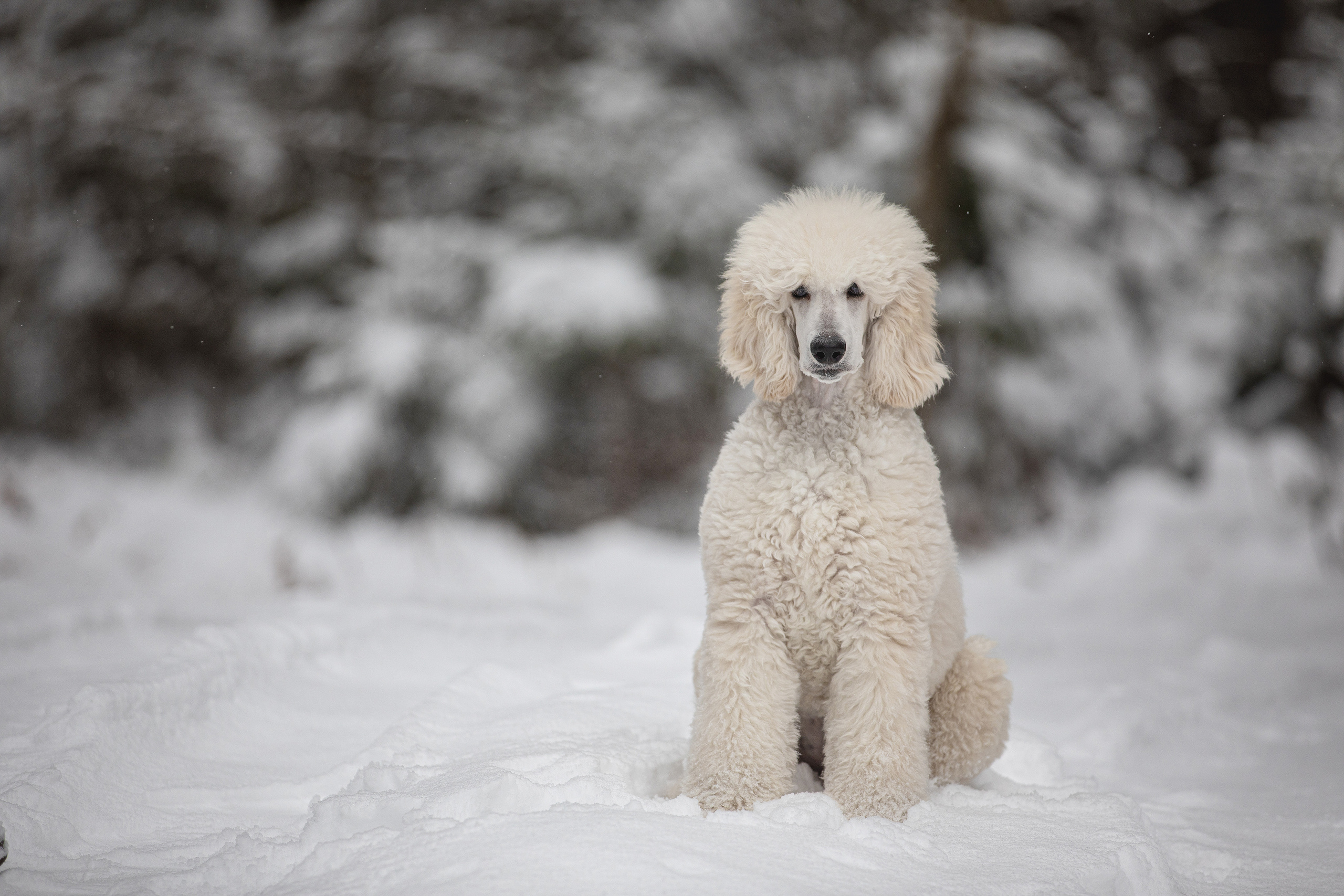Собаки и не только. Фотограф Алена Звездина