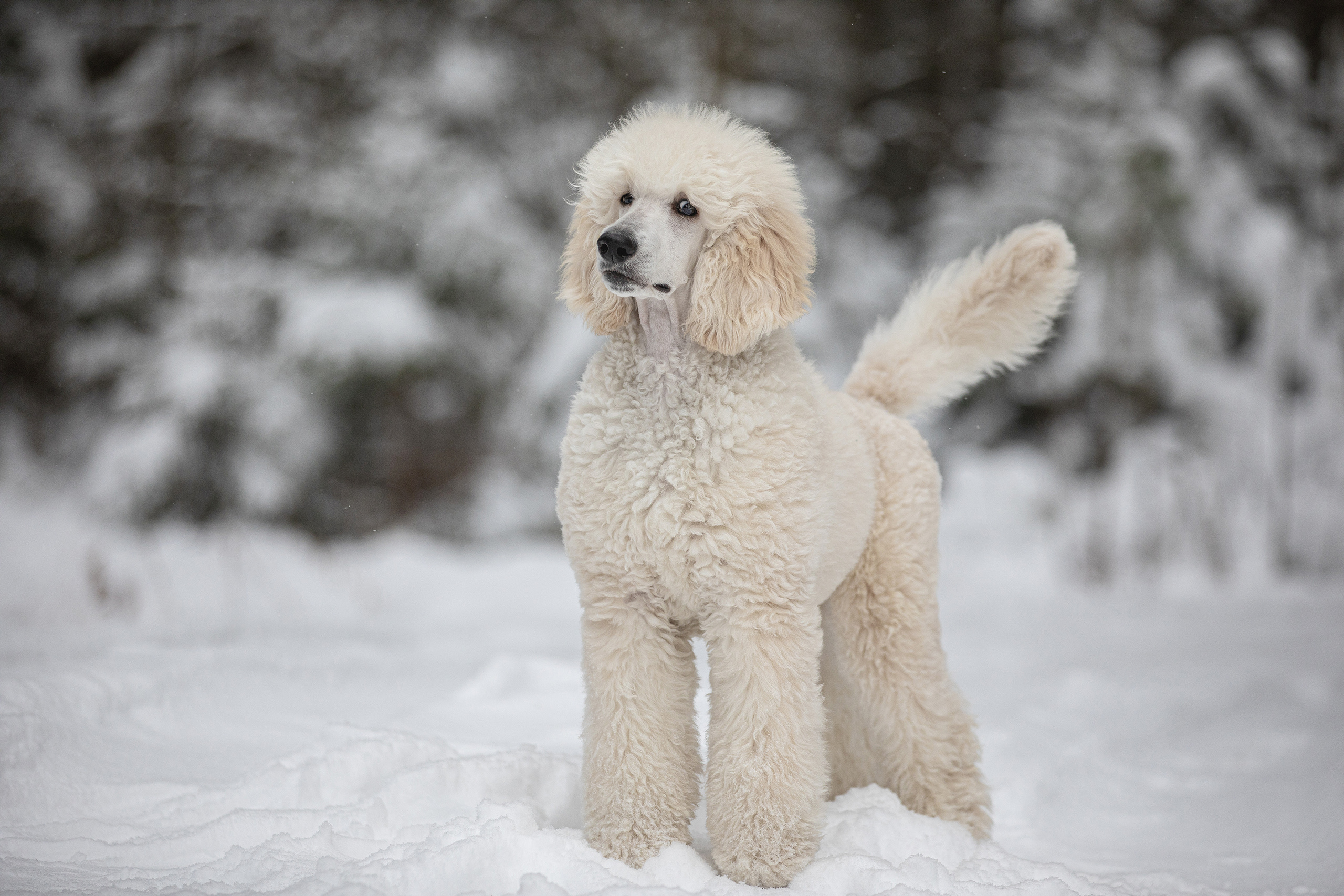Собаки и не только. Фотограф Алена Звездина