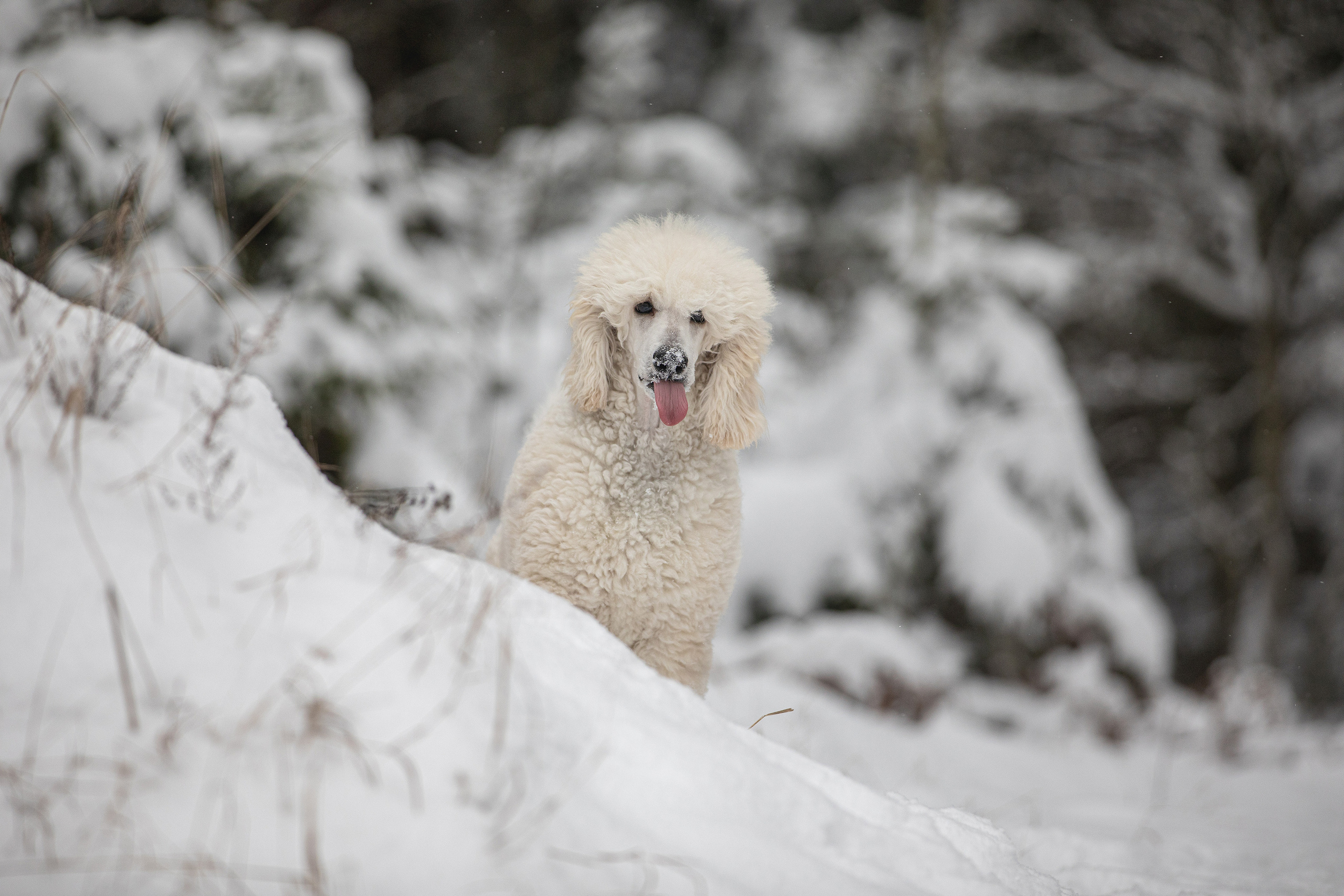 Собаки и не только. Фотограф Алена Звездина