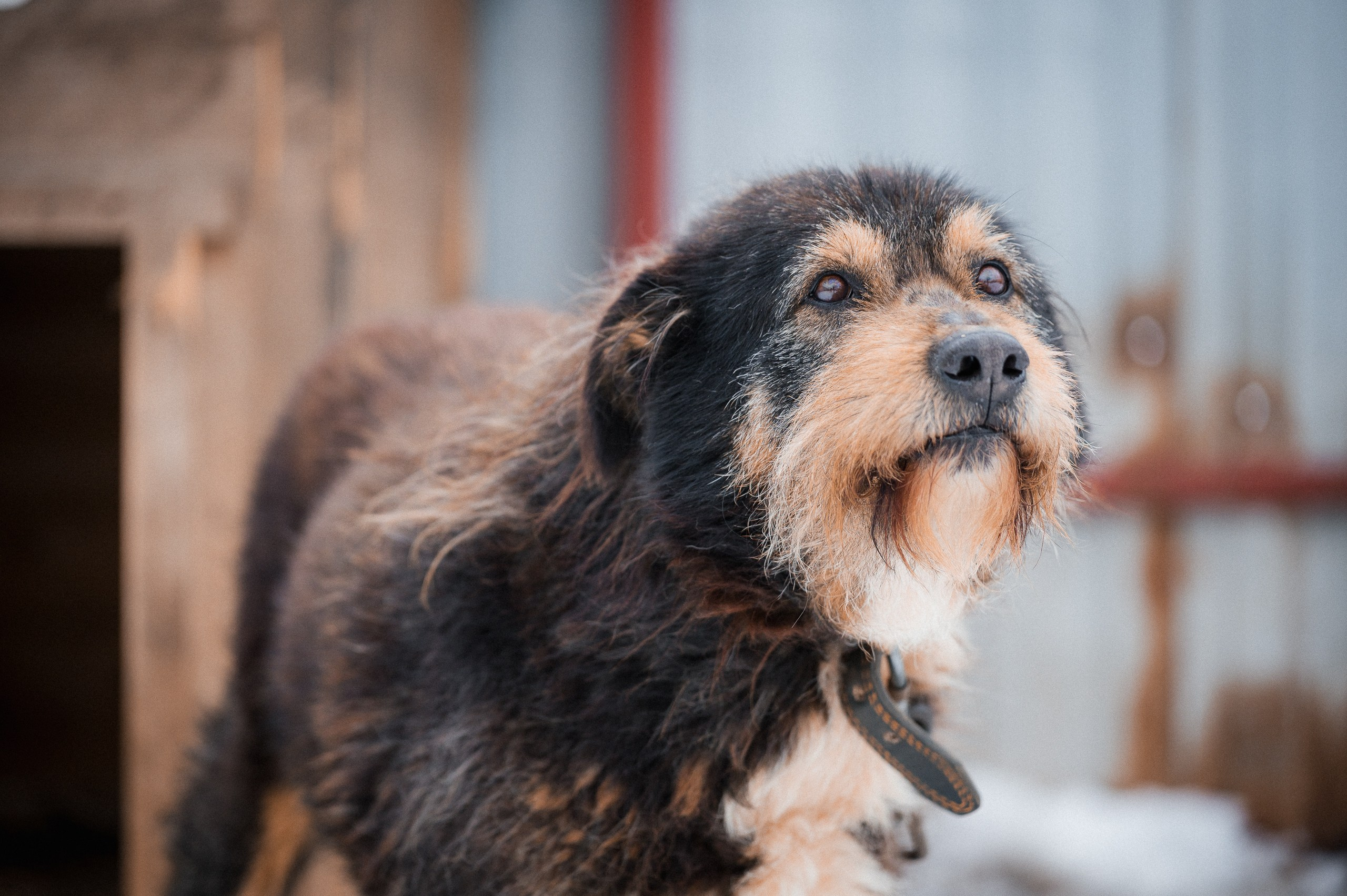 Грей. Улыбка собаки — спасение и пристройство бездомных собак