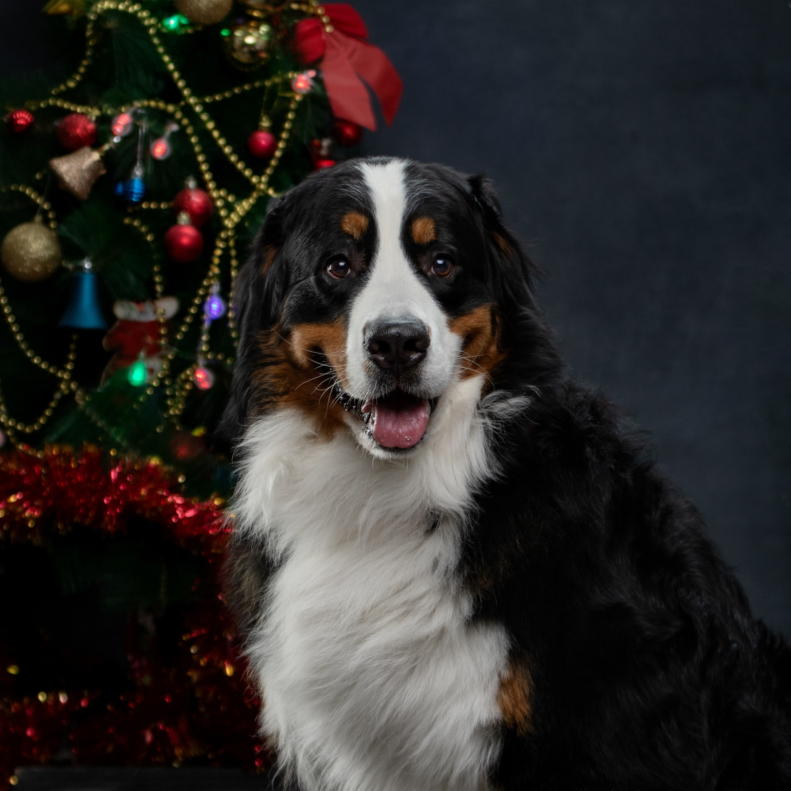 Отзывы. Фотограф-анималист Юлия Зубкова