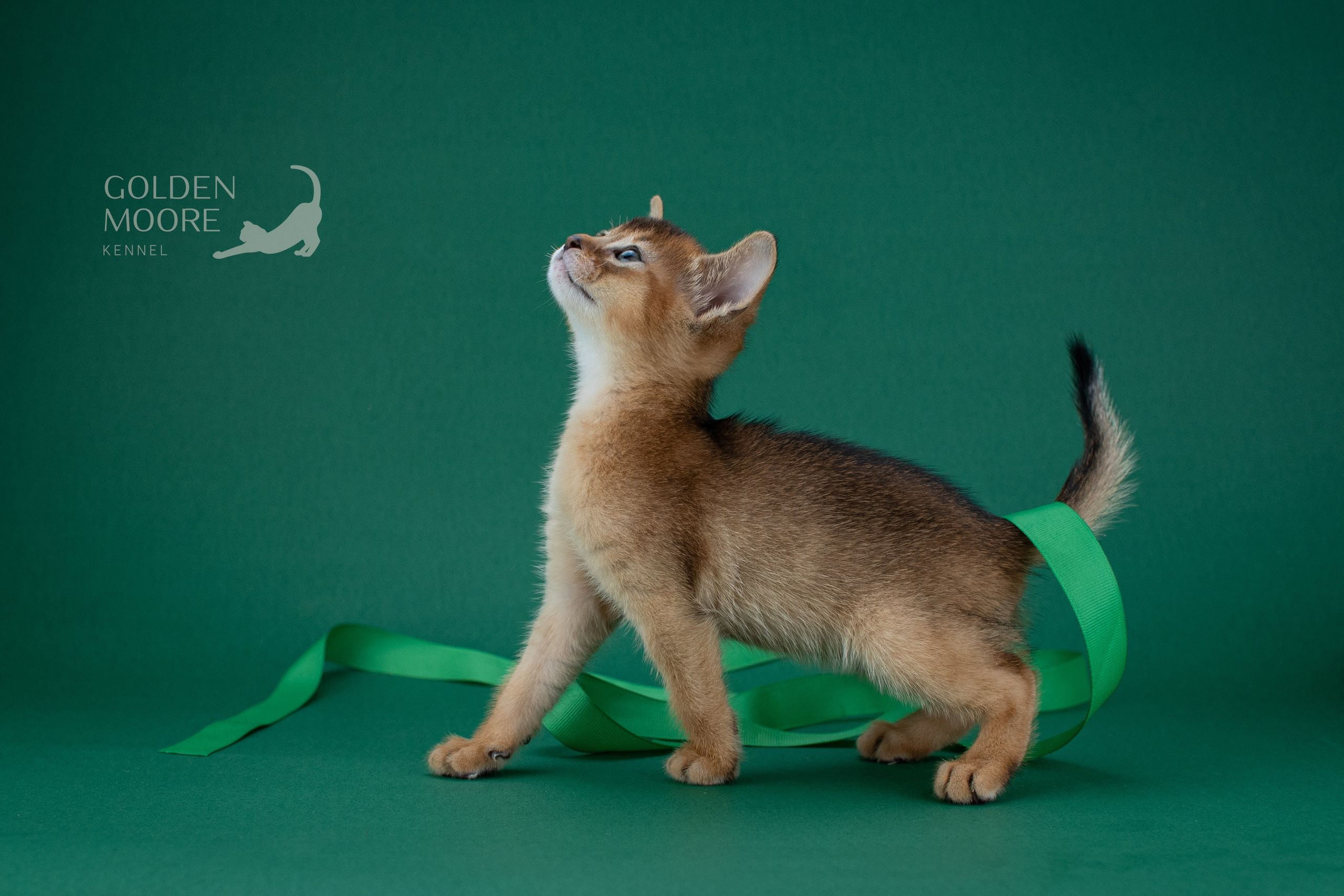 Съемка кошек. Фотограф анималист в Ростове I Гончарова Анна