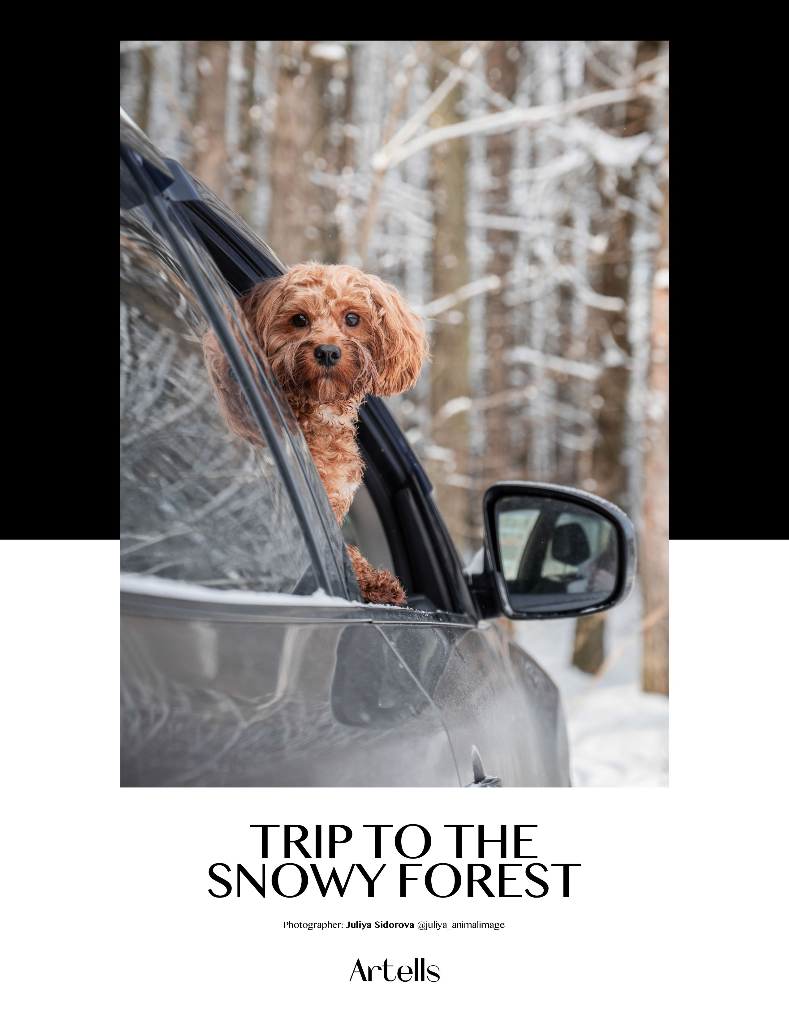 Публикации. Фотограф анималист