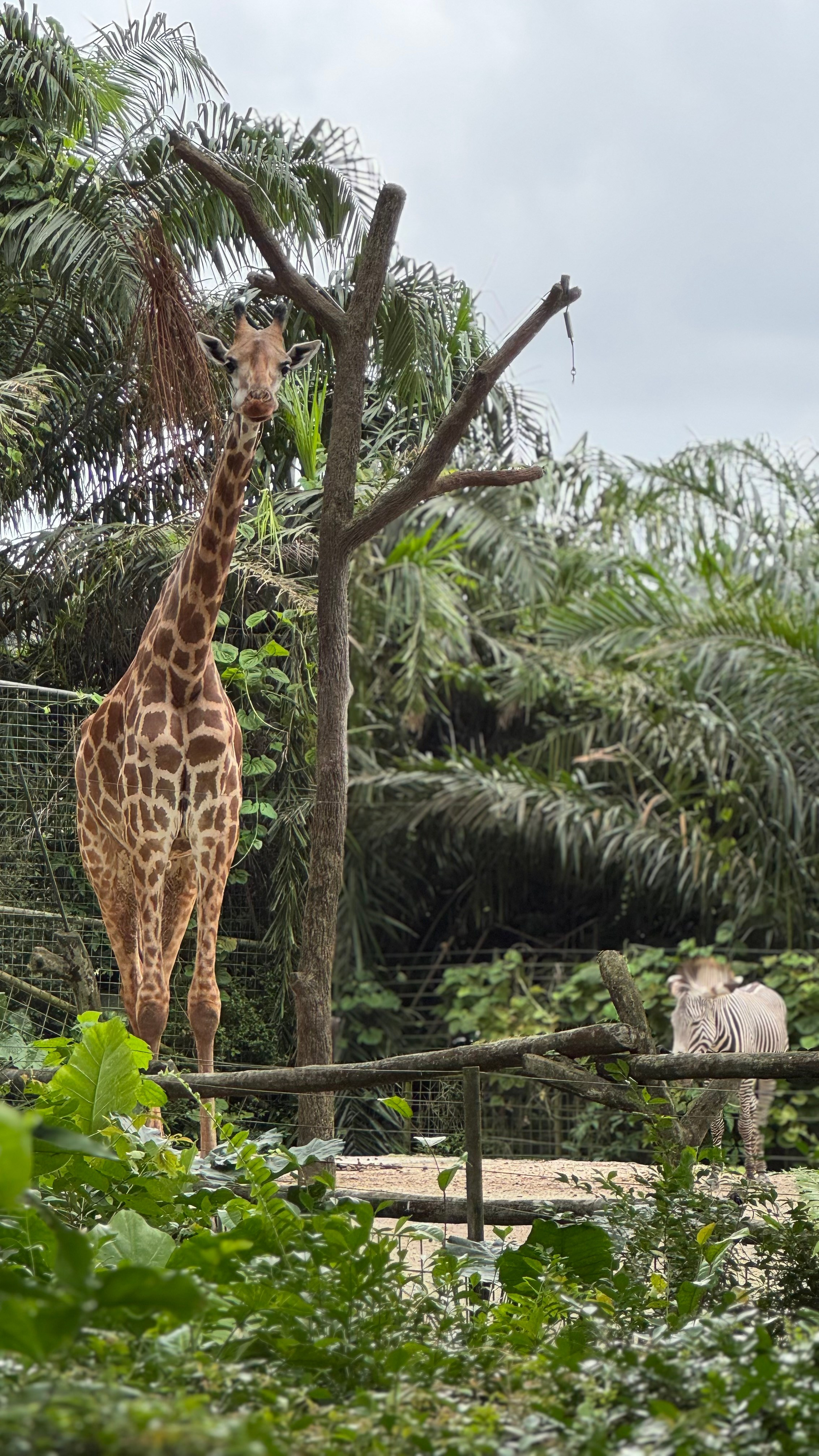 Сингапур 2025. А вот и да!