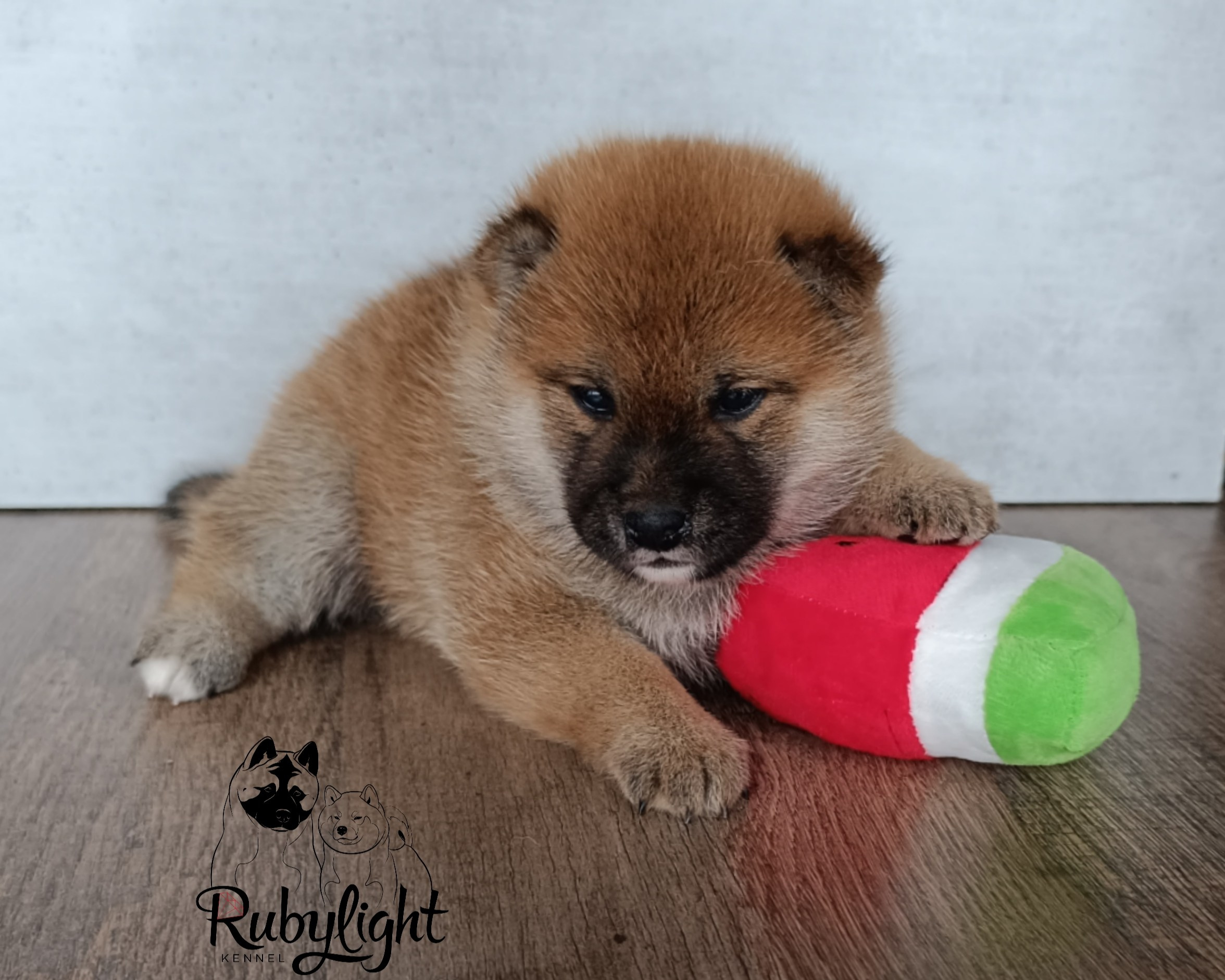 Сиба Rubylight Ellis питомник Рубилайт 