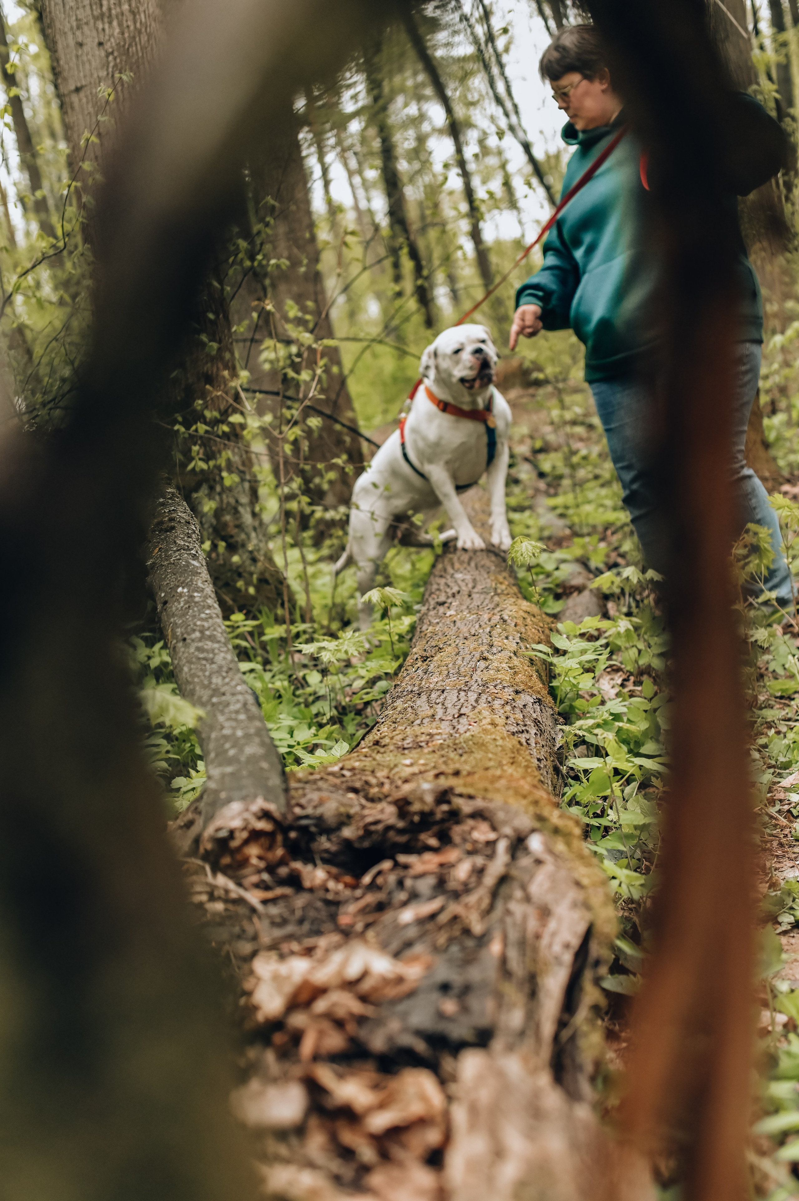Занятие с кинологом. Семейный и репортажный фотограф в Москве Анастасия Трубкина