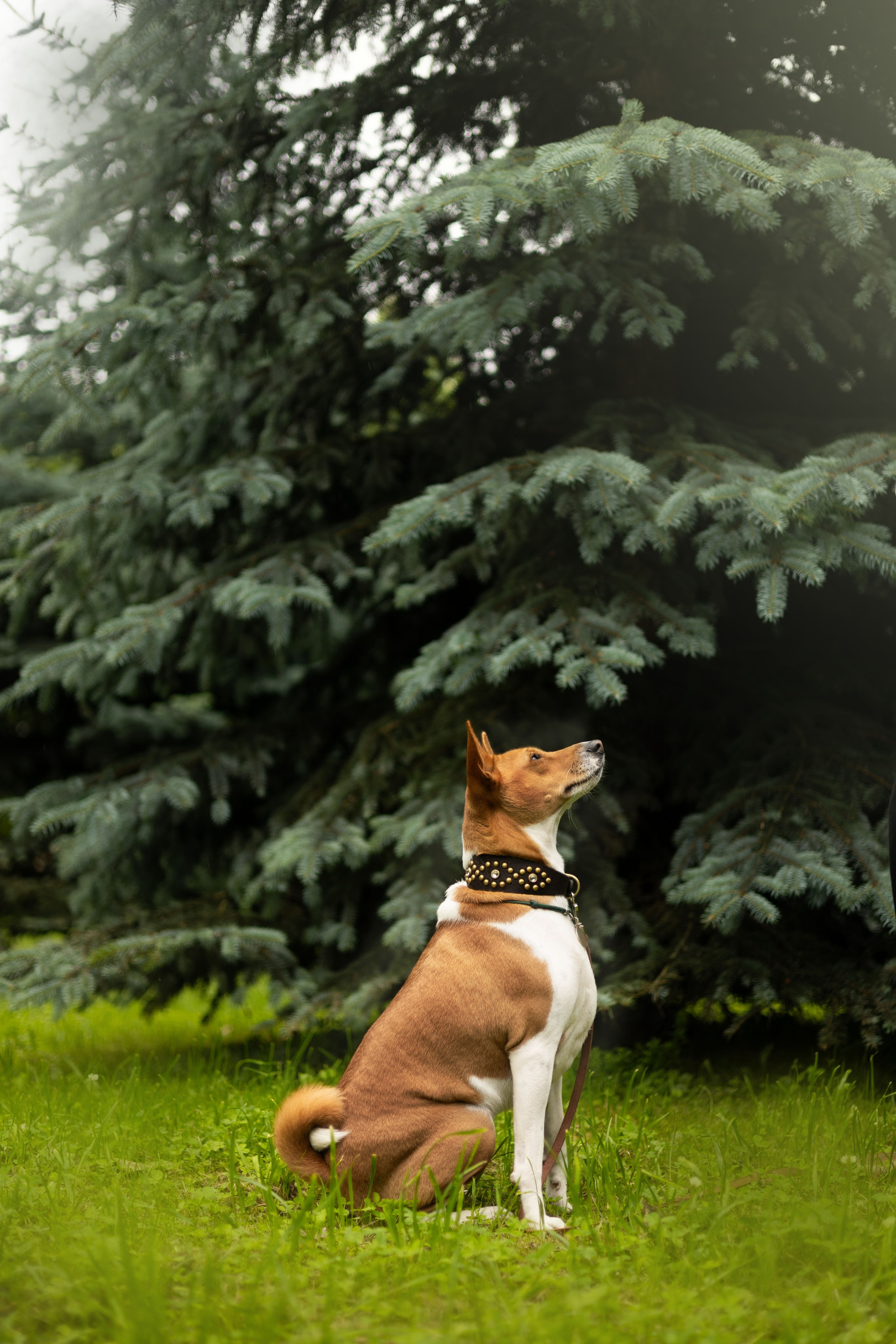 Ольга, Тимофей и Аурис. Фотограф животных Евгения Верцинская
