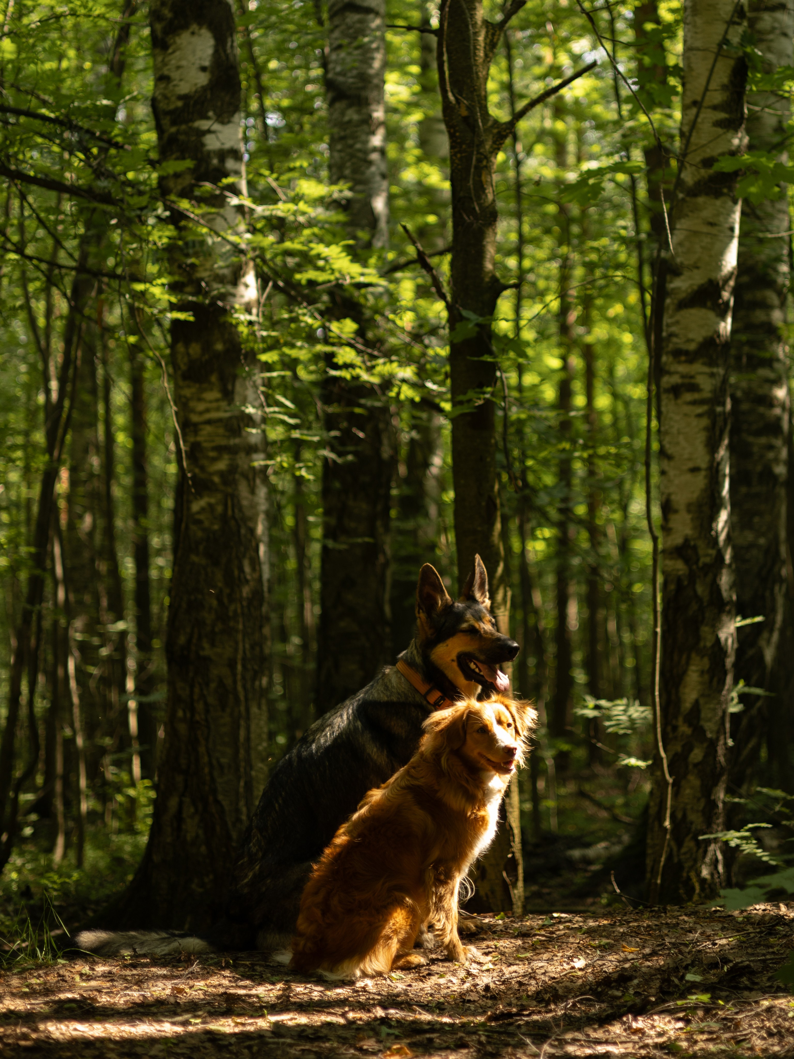 Елена, Айно и Леля. Фотограф животных Евгения Верцинская