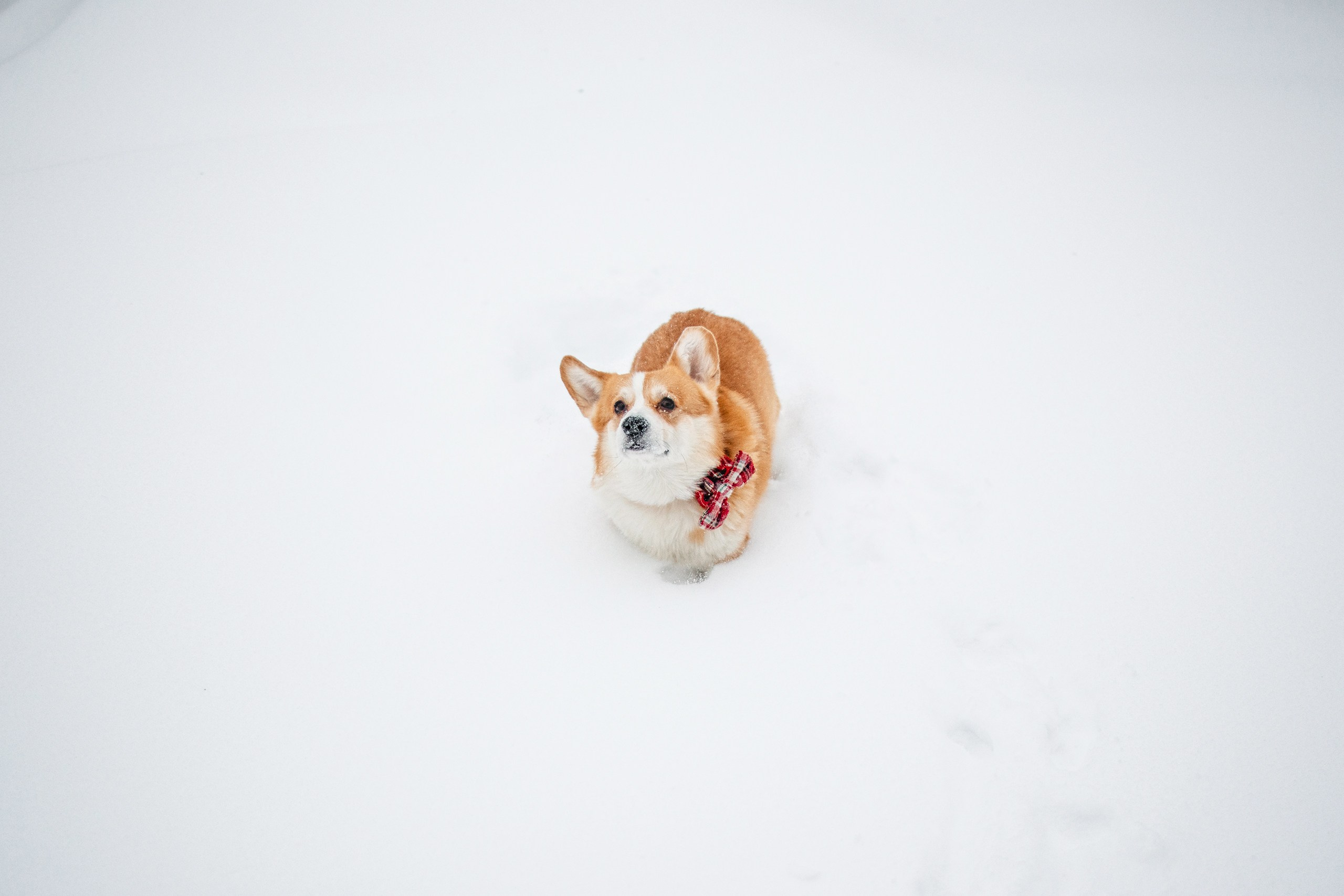 Бернард | Прогулка в снегу. Уютный фотограф в Москве Елена Бенчи