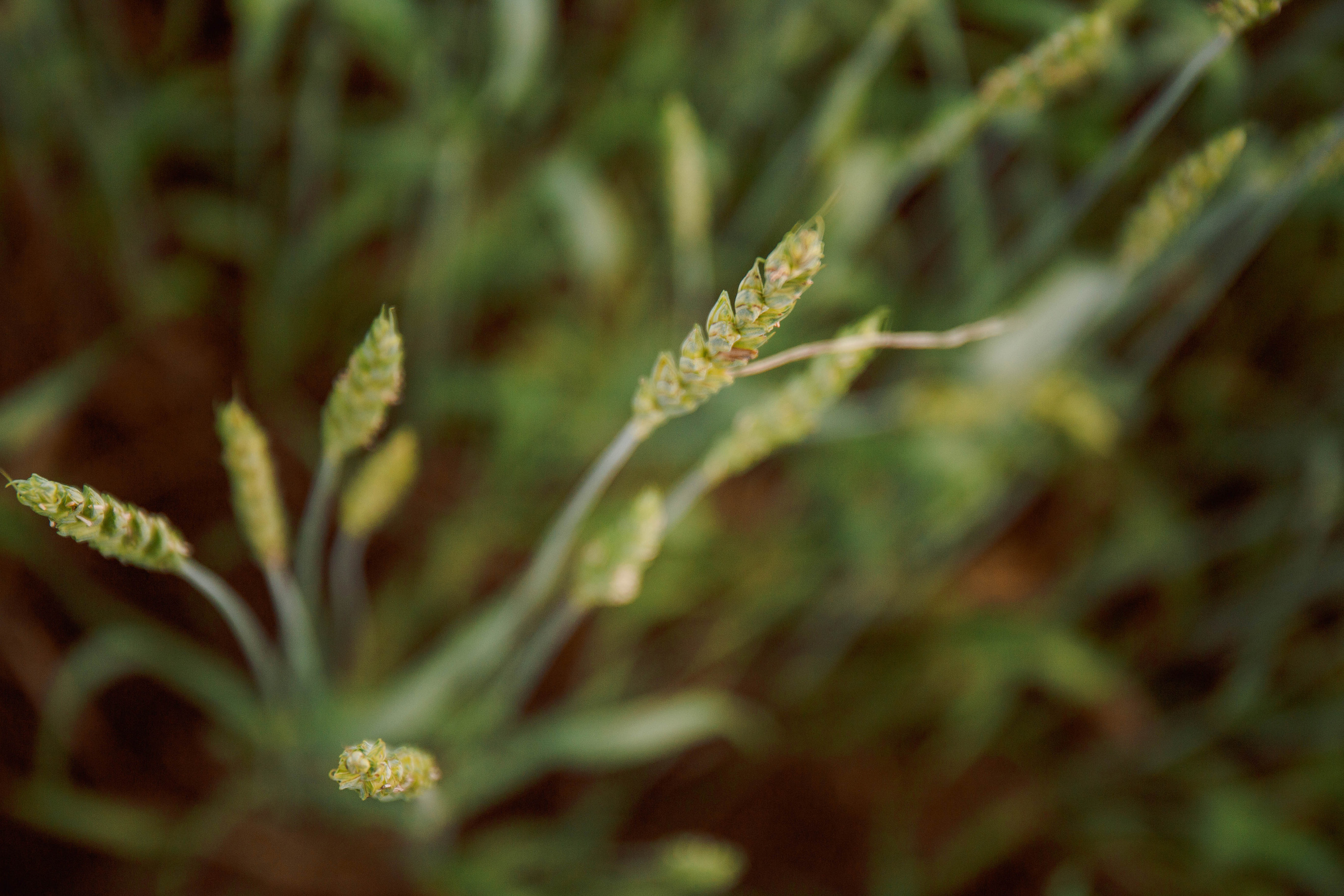 Лето в поле. Для тех, кто не ждёт удачи, а создаёт её. Каждая фотосессия — это твой момент, твой стиль, твой успех. 📸