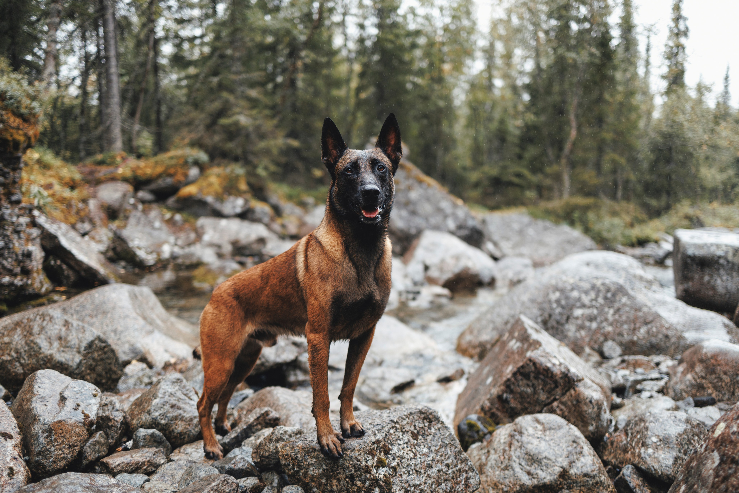 Водопад. Фотограф-анималист Анна Маринич