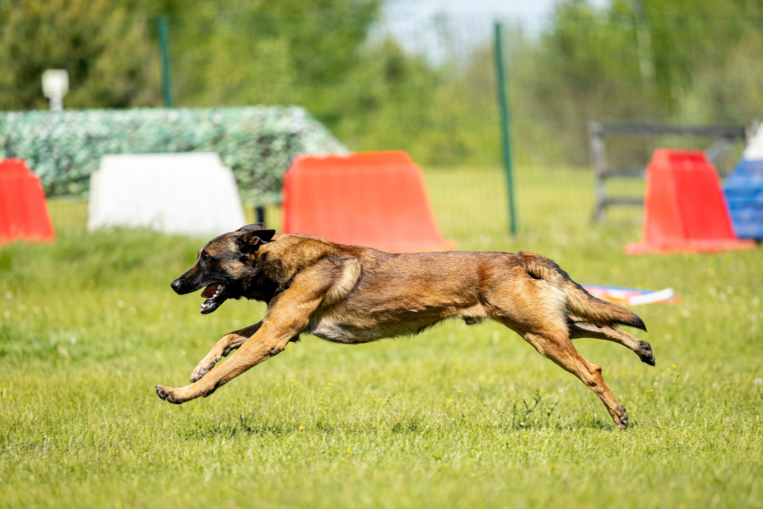 Испытания по мондьорингу в Нижнем Новгороде. Фотограф-анималист Анна Маринич